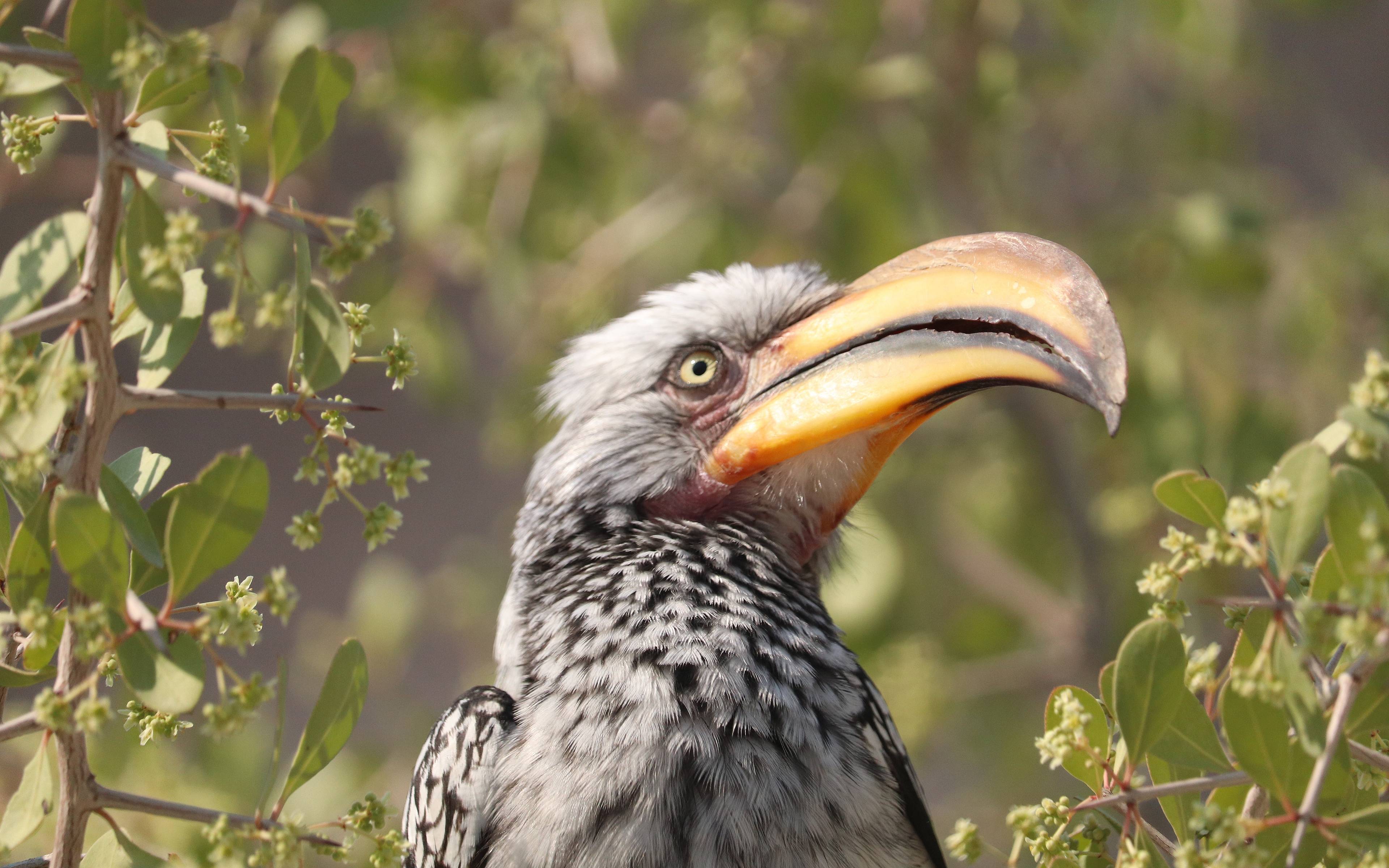Les oiseaux de l’Okavango à Rundu 