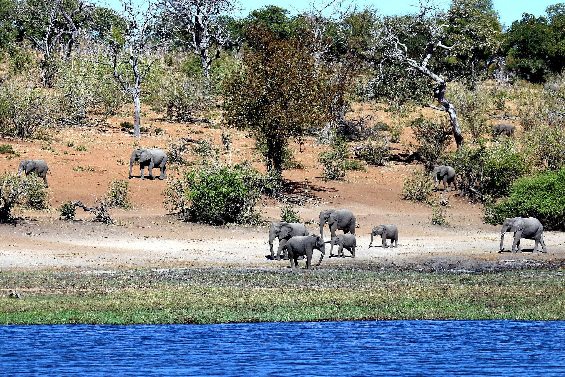 Botswana : le Royaume des éléphants 