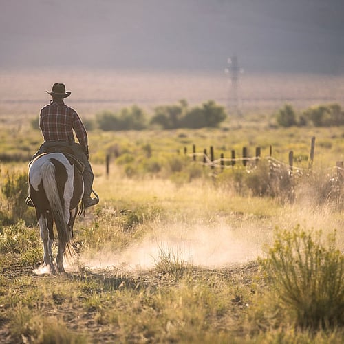 Texas, ranchs et cowboys