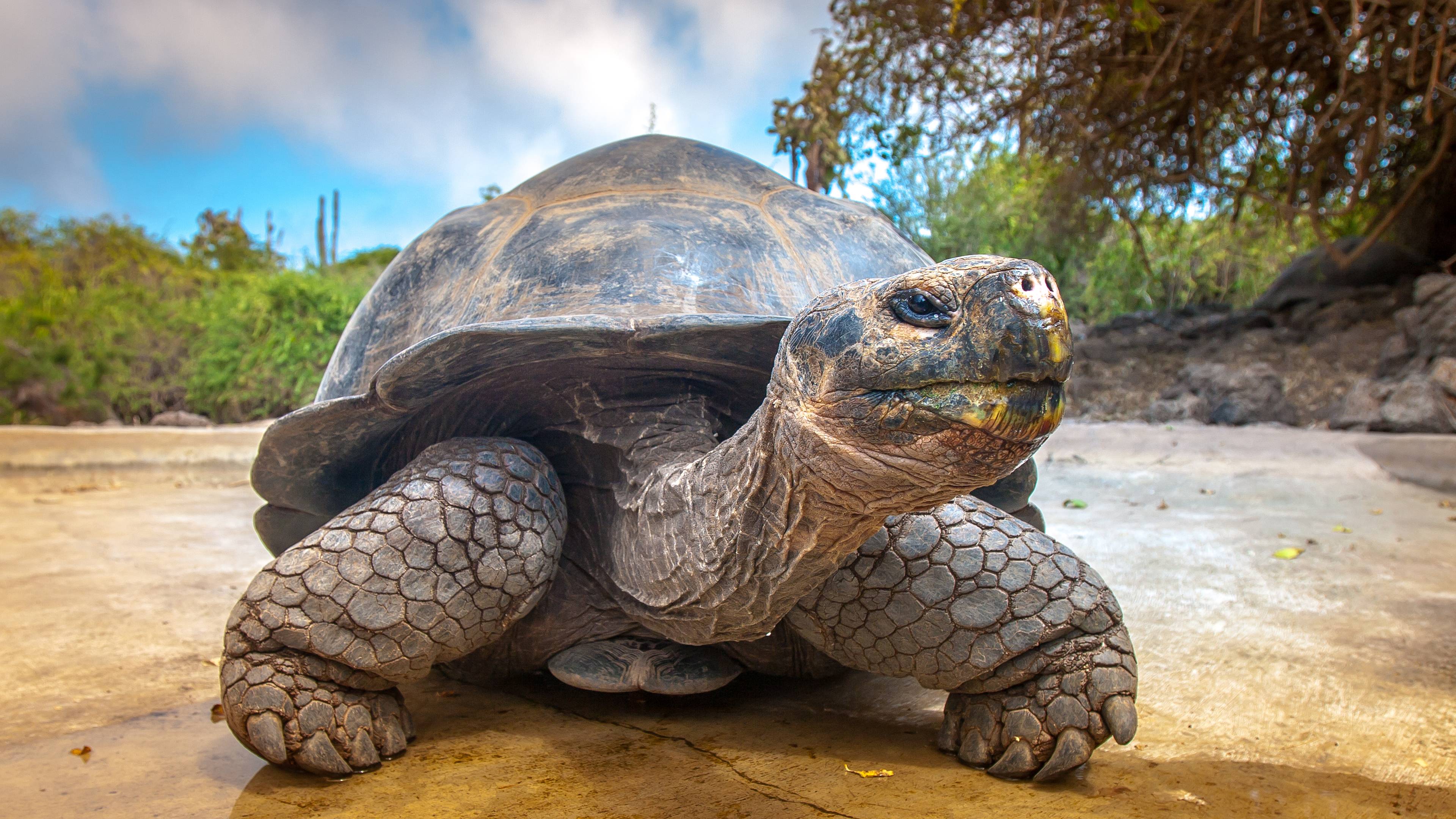 Riesenschildkröten und Traumstrände im Naturparadies Galapagos
