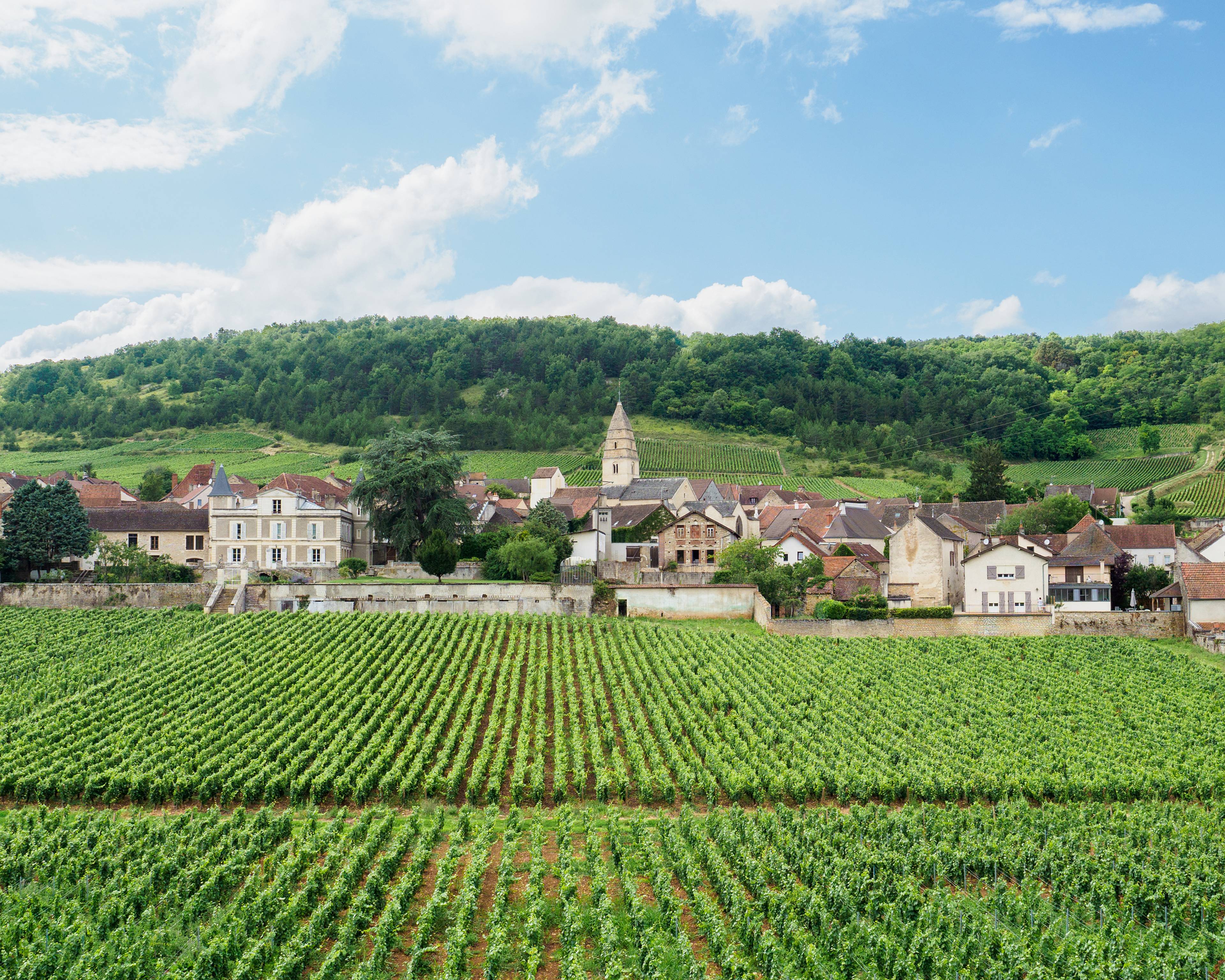 Bourgogne du sud : grand crus et art roman