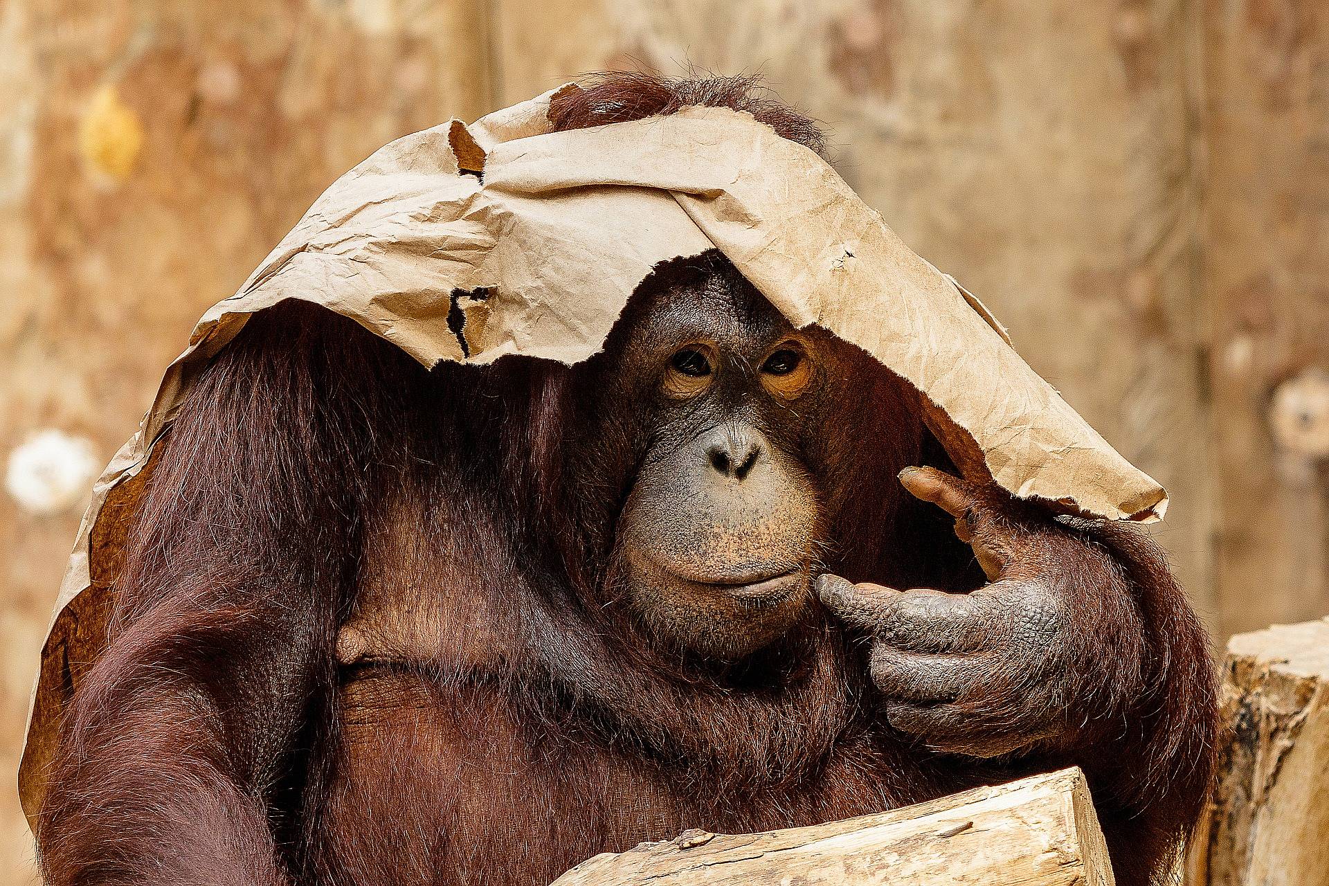 Rencontre avec les Orang-Outans de Sumatra