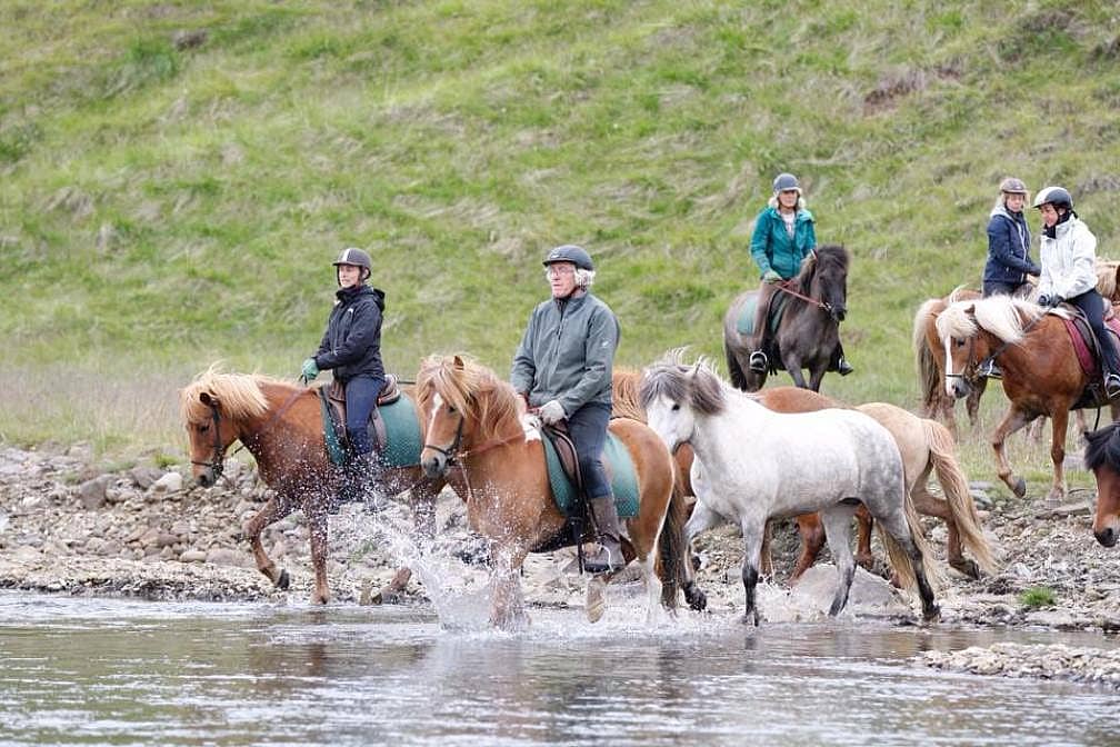 Ritt mit freilaufender Pferdeherde zum Fjord Miðfjörður 