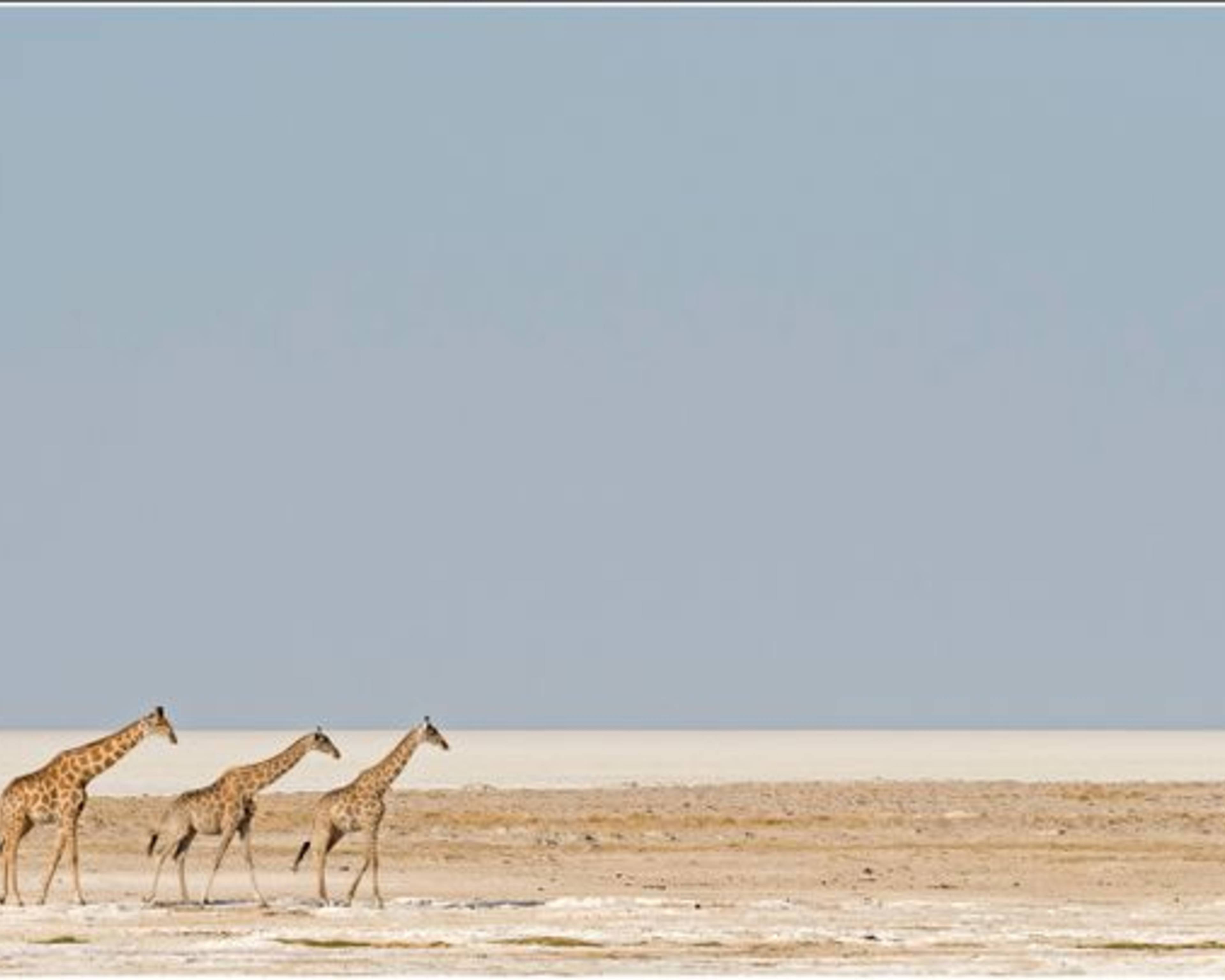 De beste safari's in Namibië en het Krugerpark