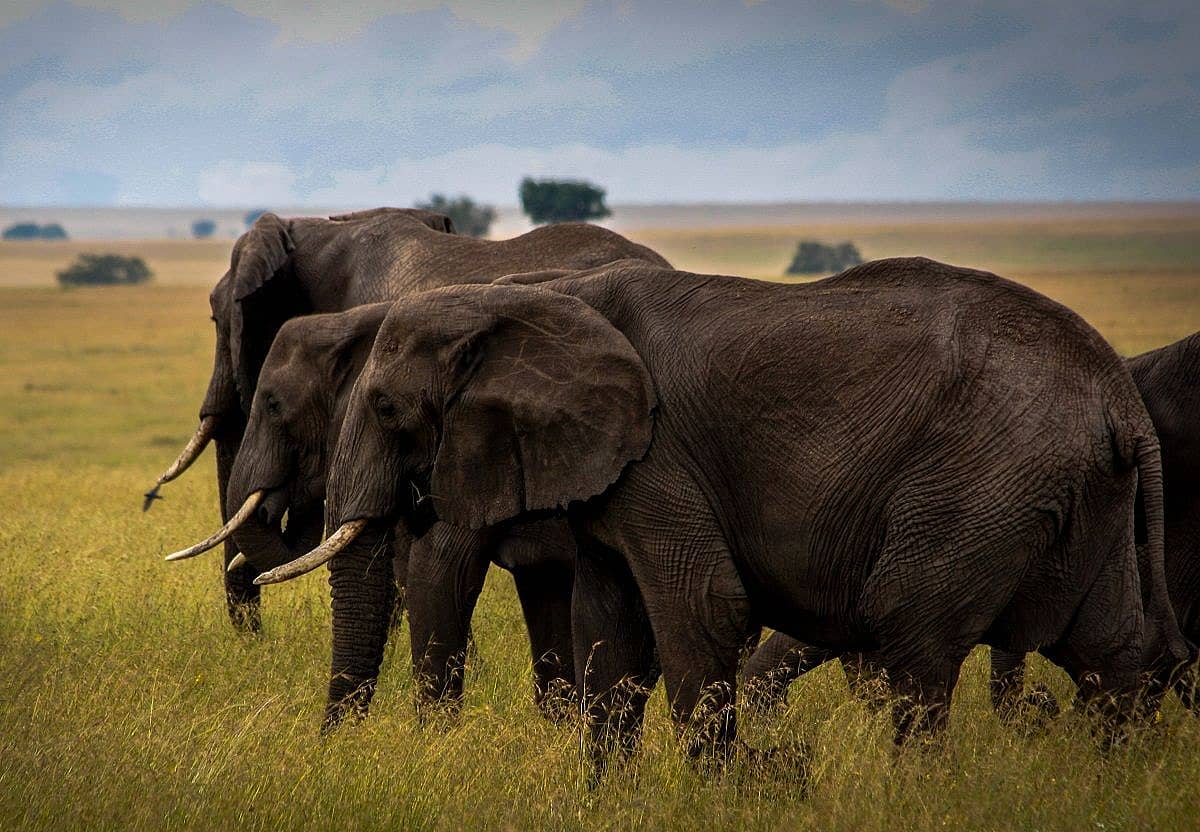 Safari en jeep au paradis des éléphants de Tarangire