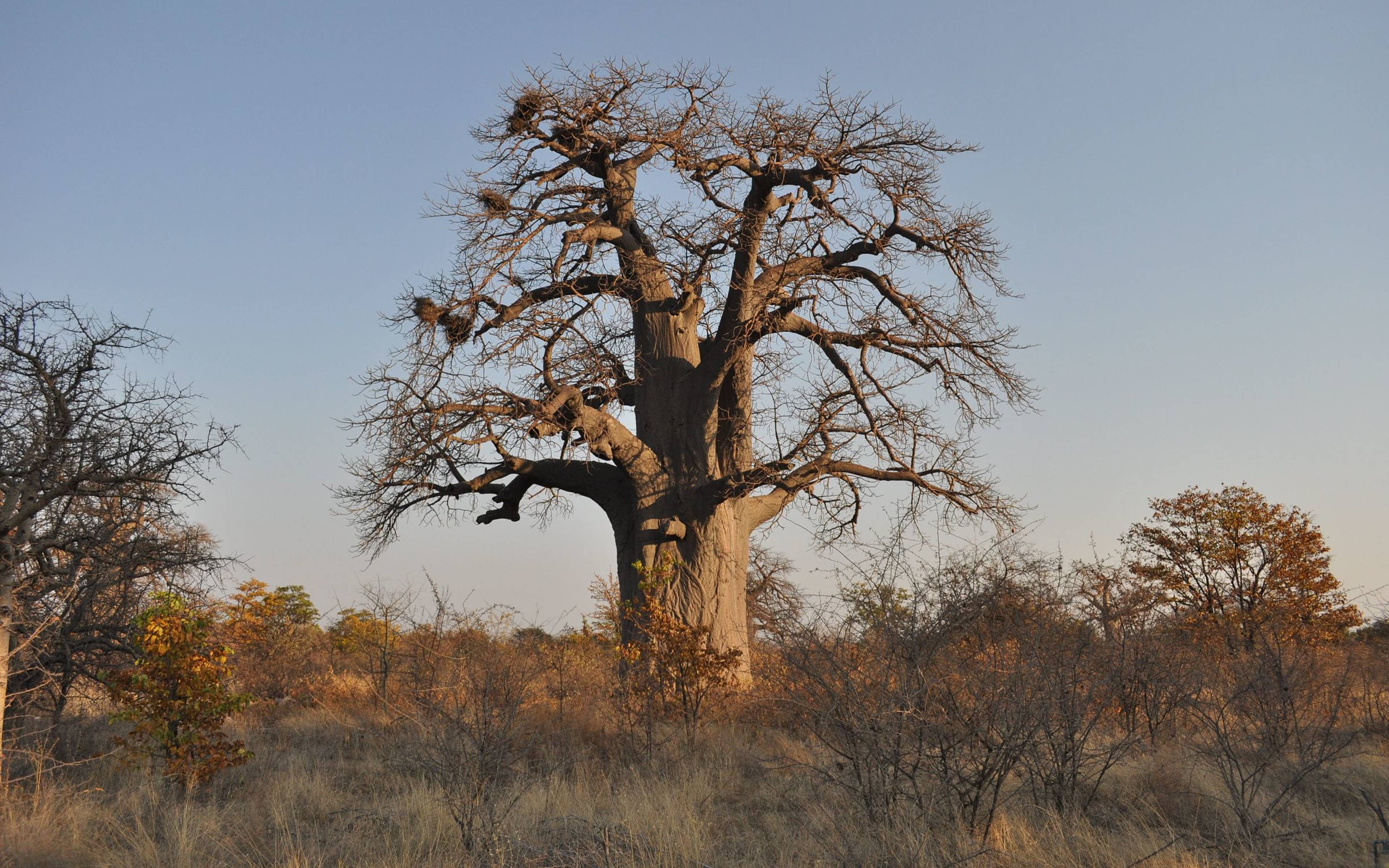 Traslado al ​Parque Nacional de Makgadikgadi