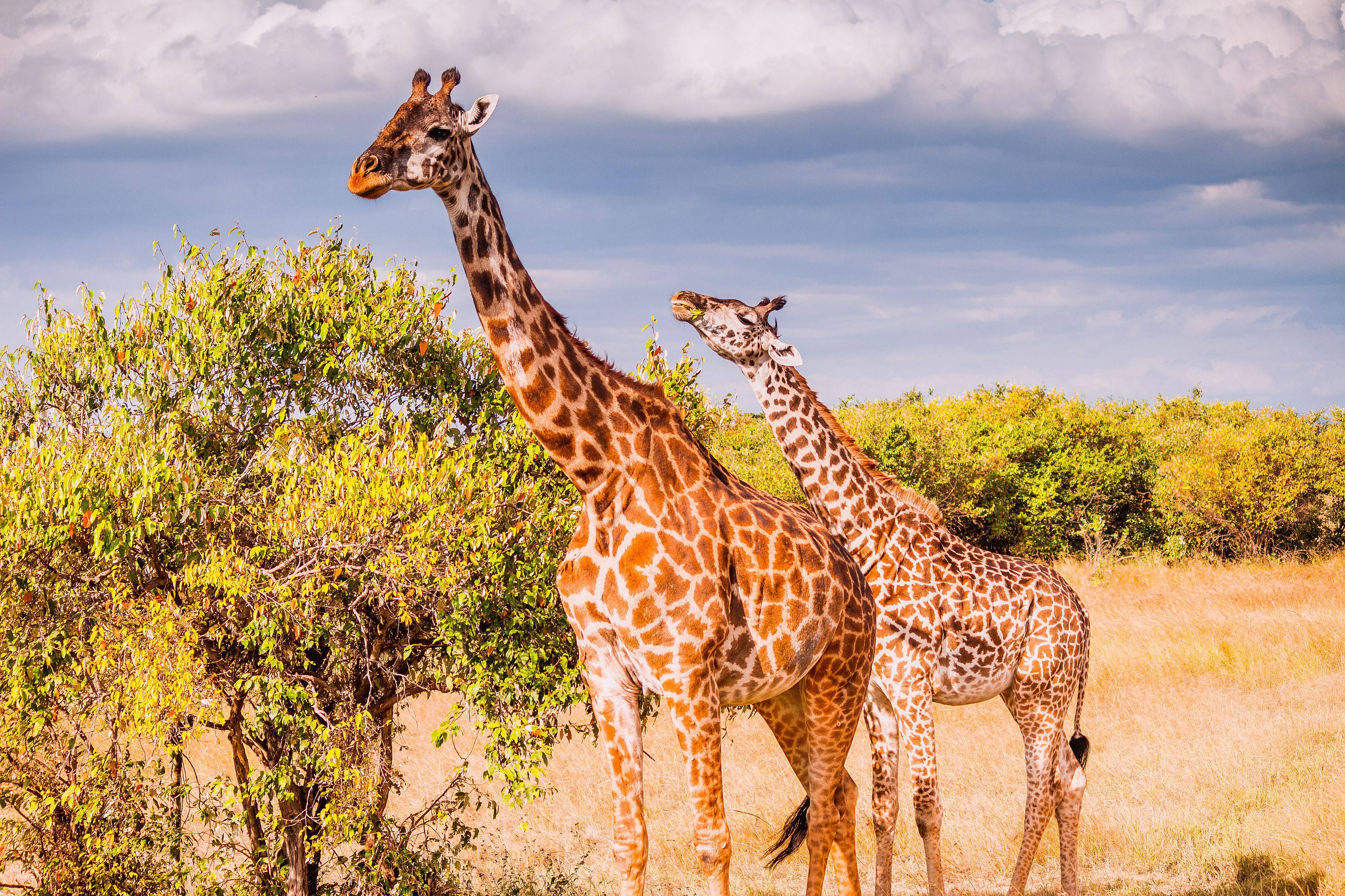 Safari en el parque nacional de Manyara