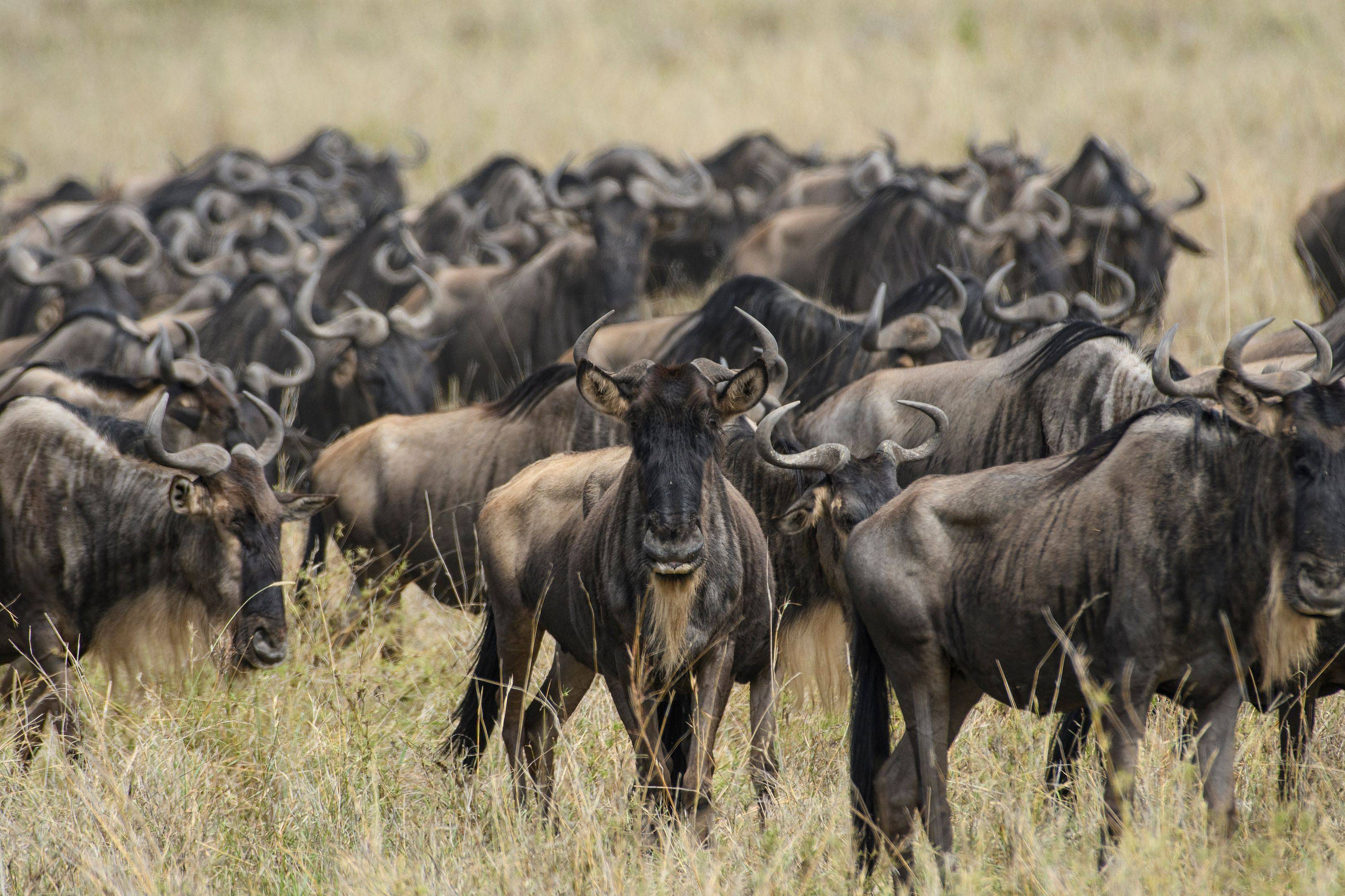 La migración de los ñus en Serengeti