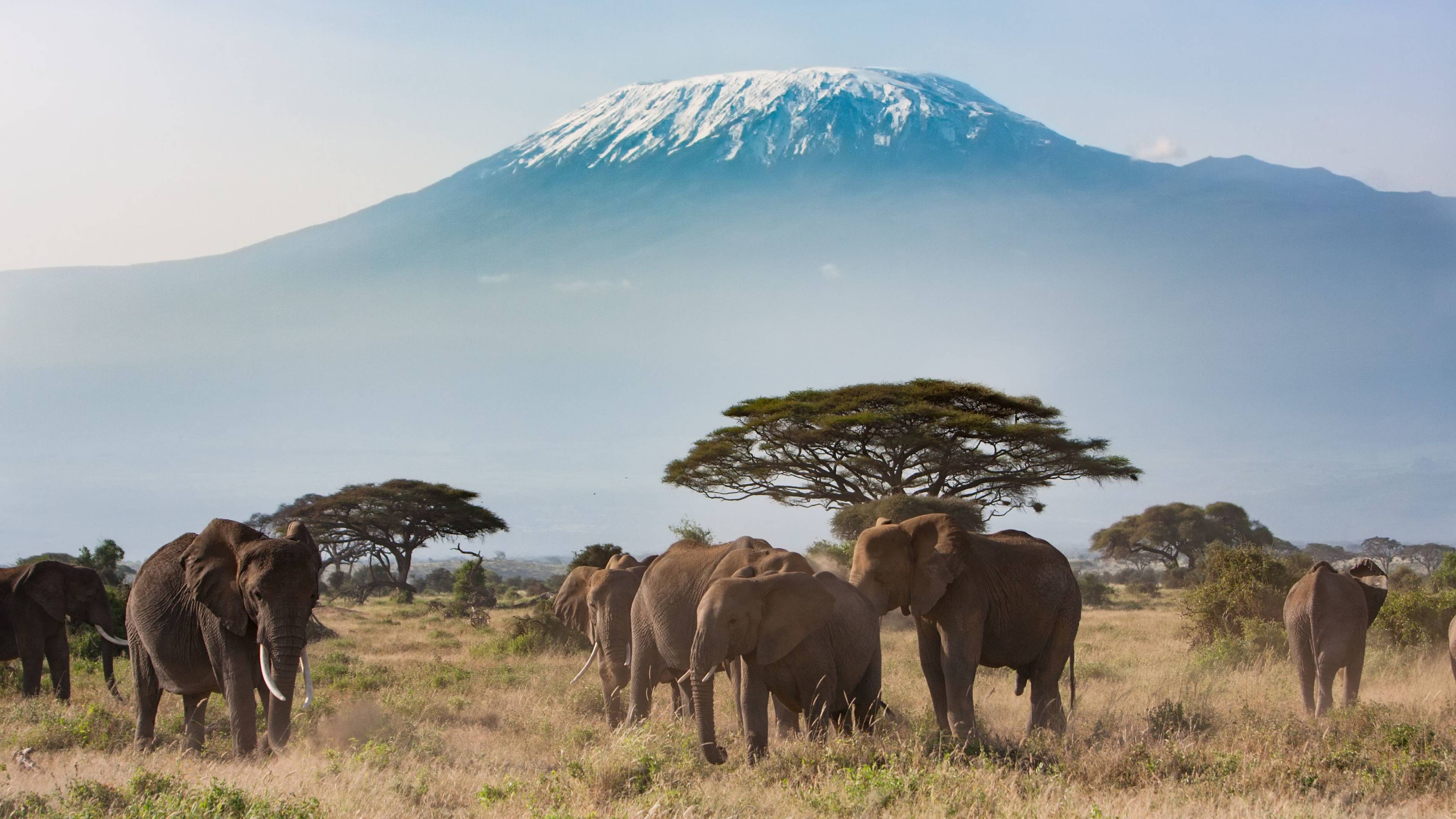 Duo Kilimandjaro et Safari