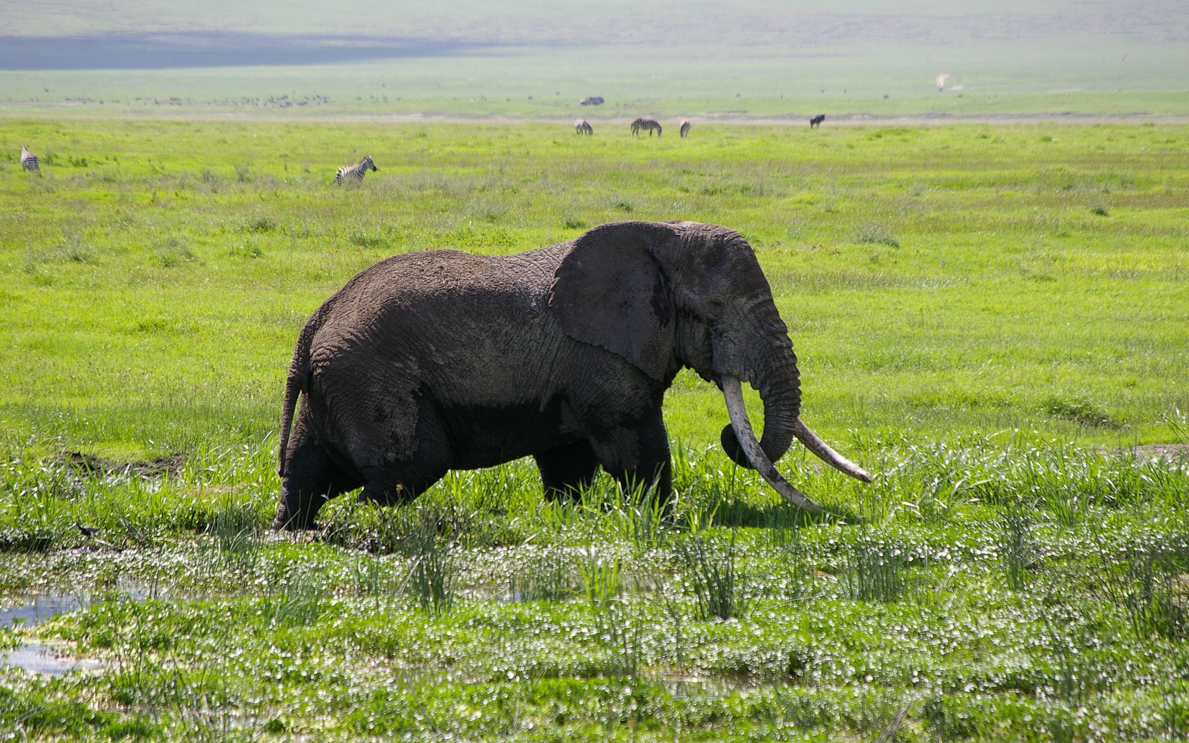 ​Deuxième journée de safari dans le cratère de Ngorongoro