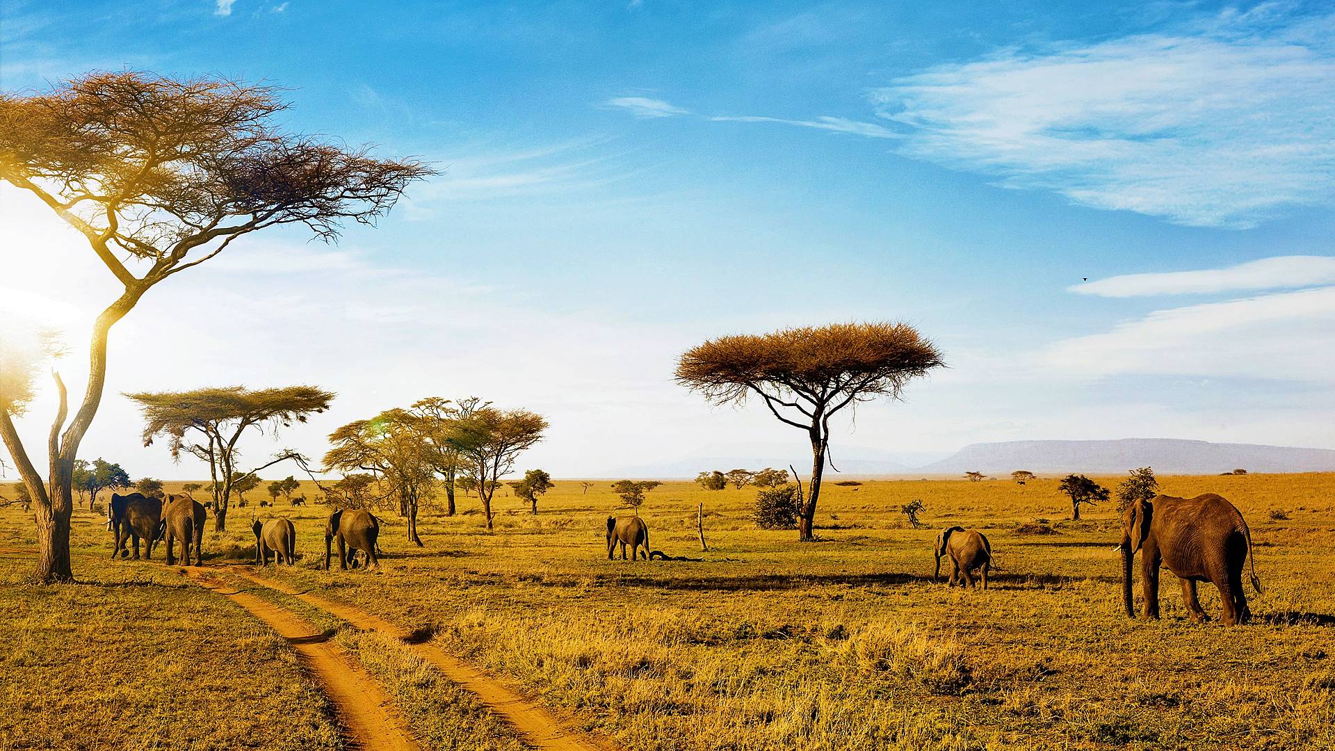Experiencia de safari en Tanzania 