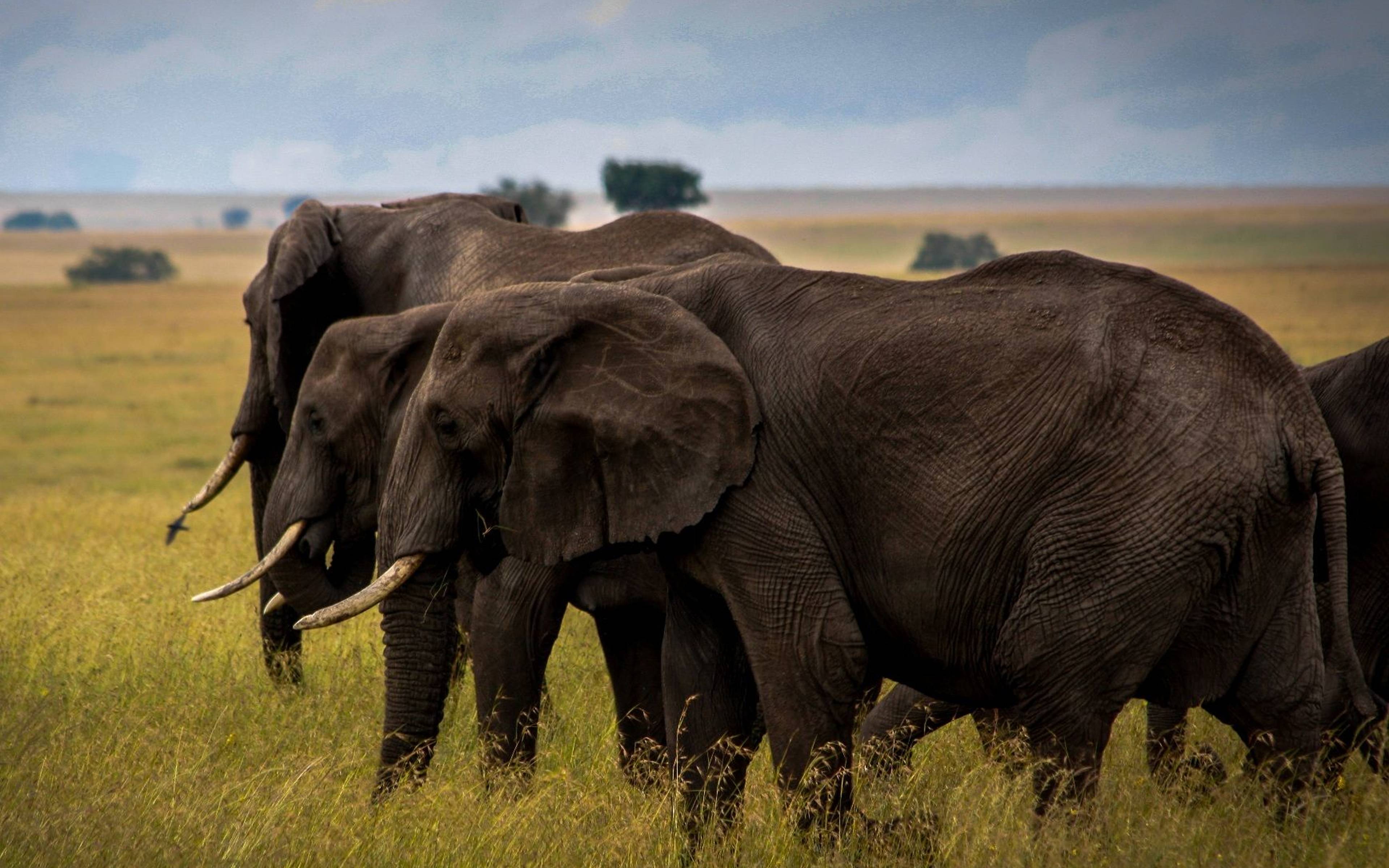 Safari im Ngorongoro Krater 