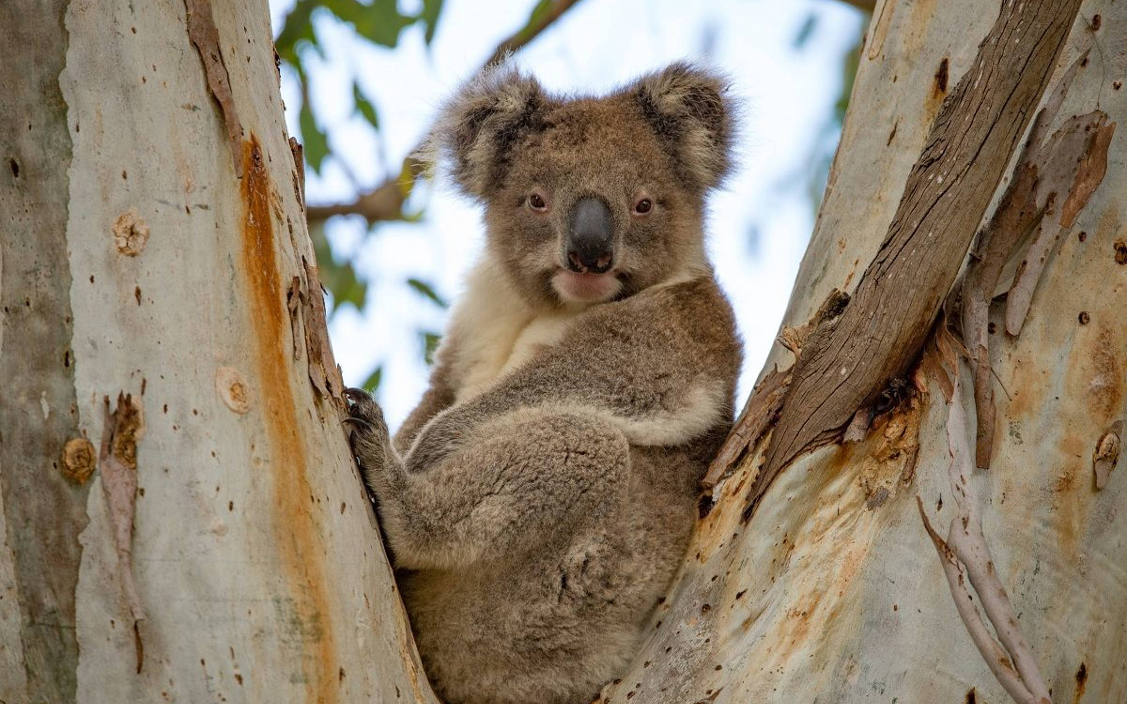 Observation des animaux sur l'île de Kangaroo
