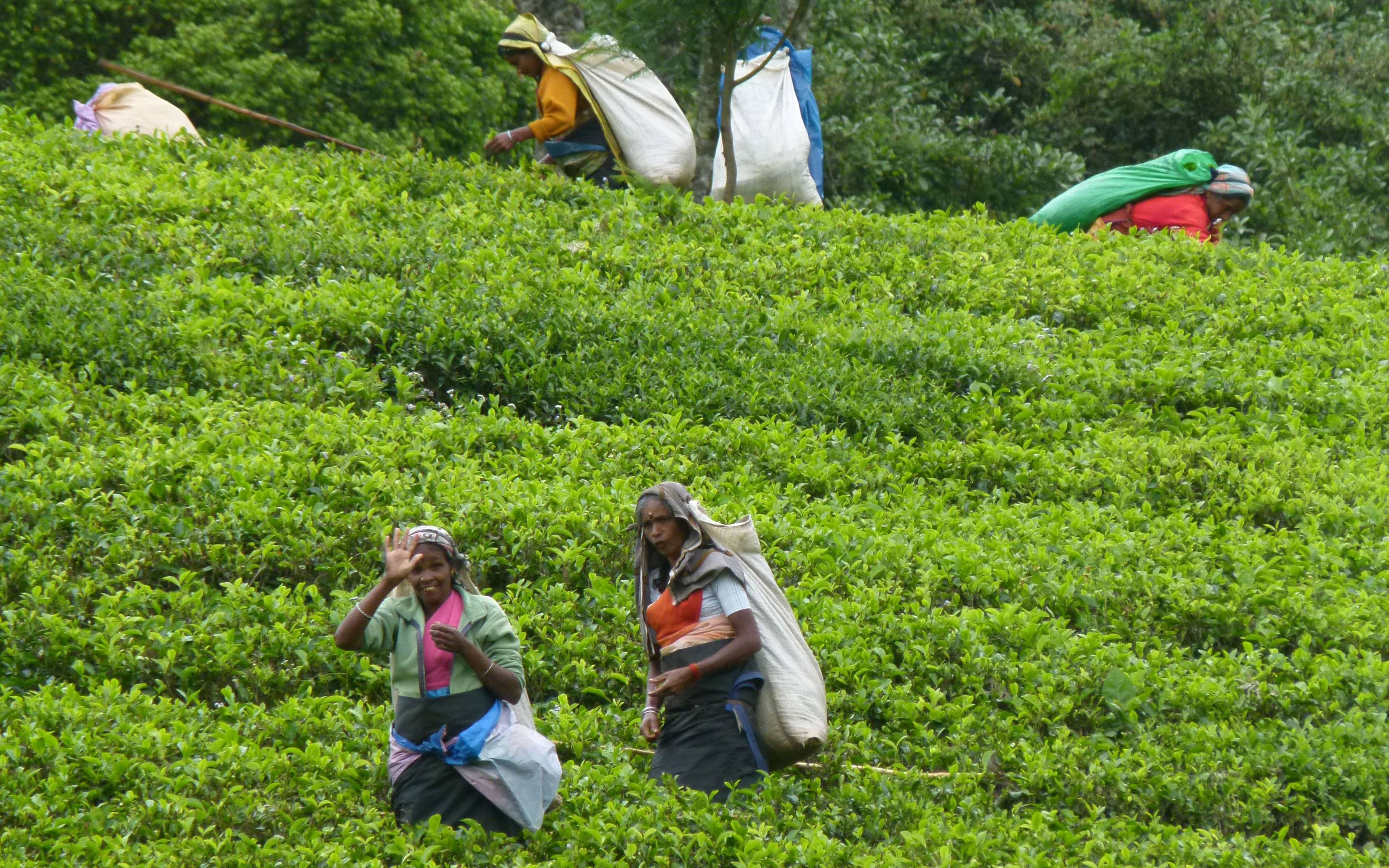 Le piantagioni di tè