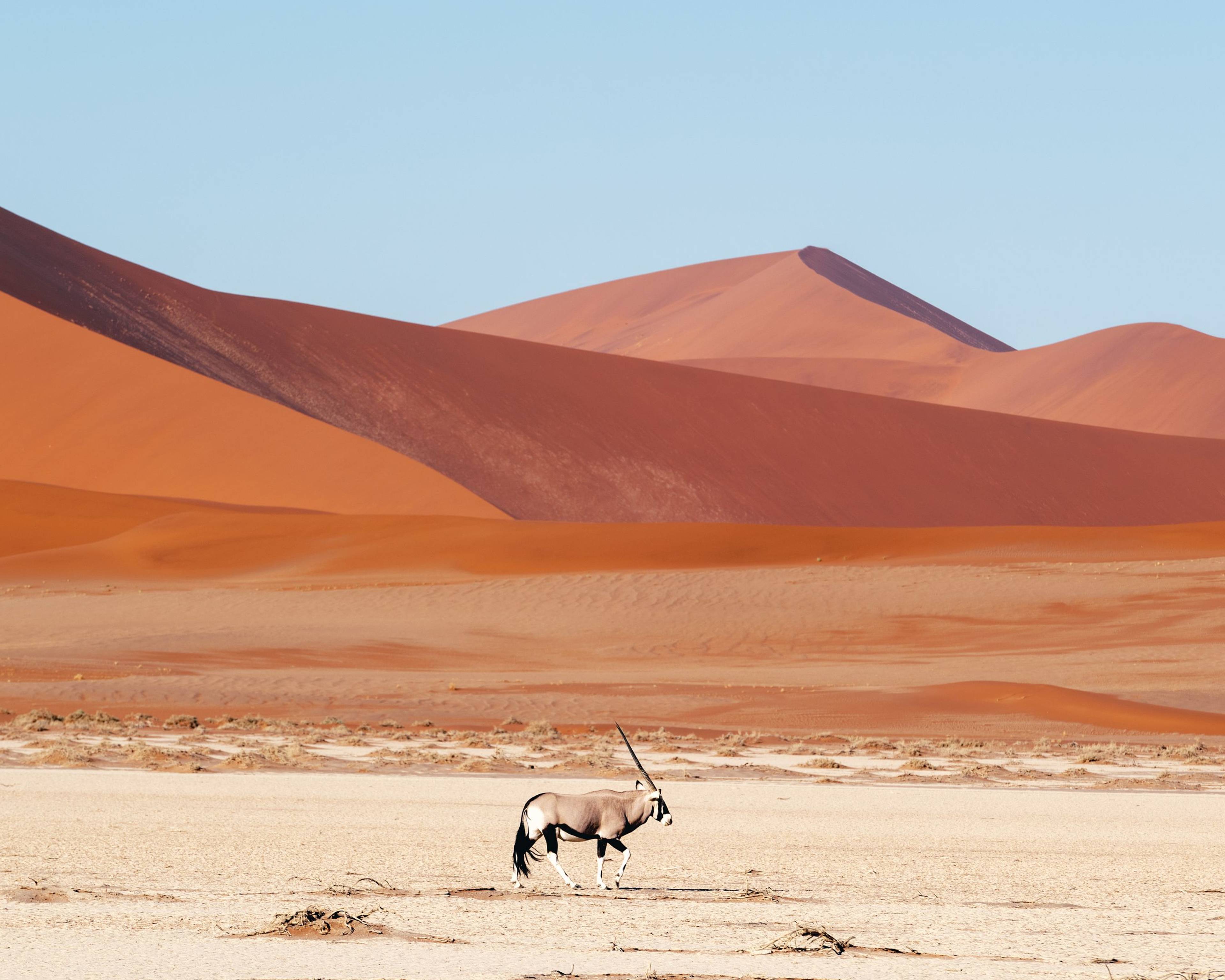 Tra dune, oceano e avventura lungo le strade della Namibia