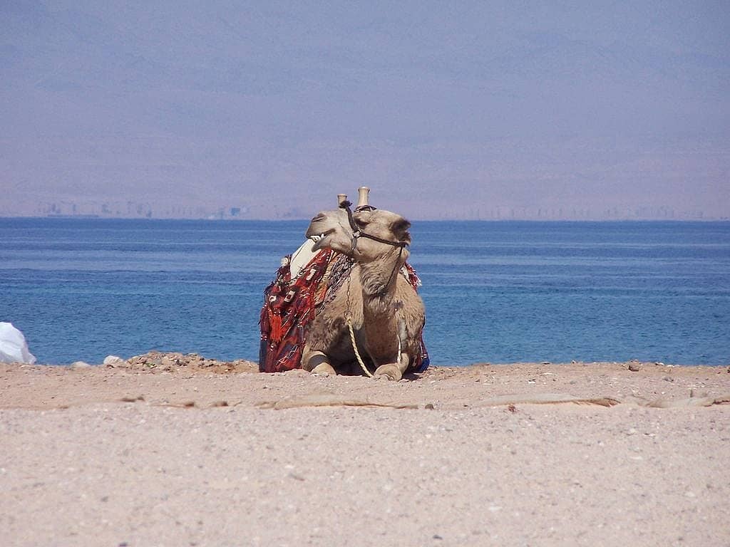 Aqaba – Ein Tag am Roten Meer 