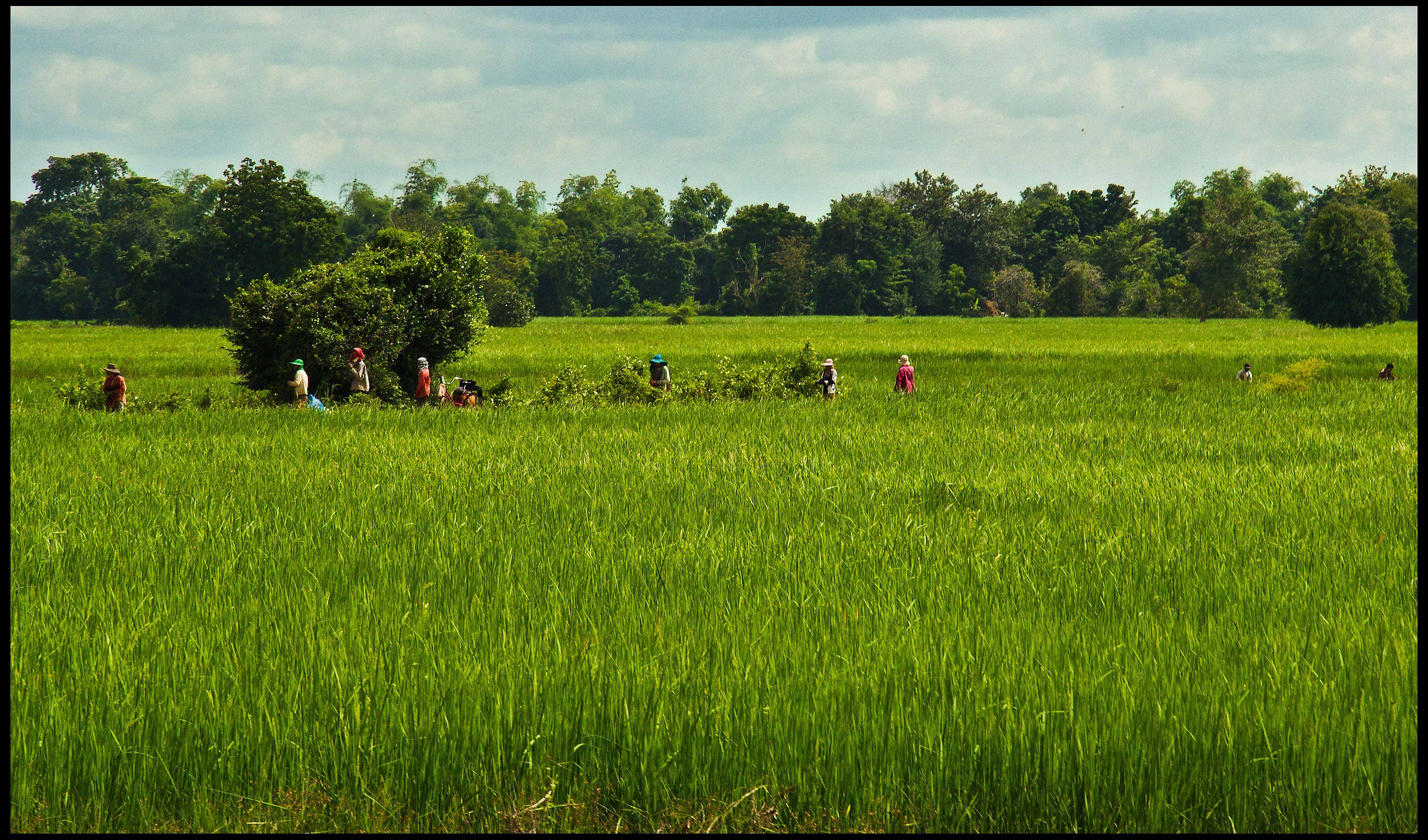 Battambang: riso, vino e zucchero di palma