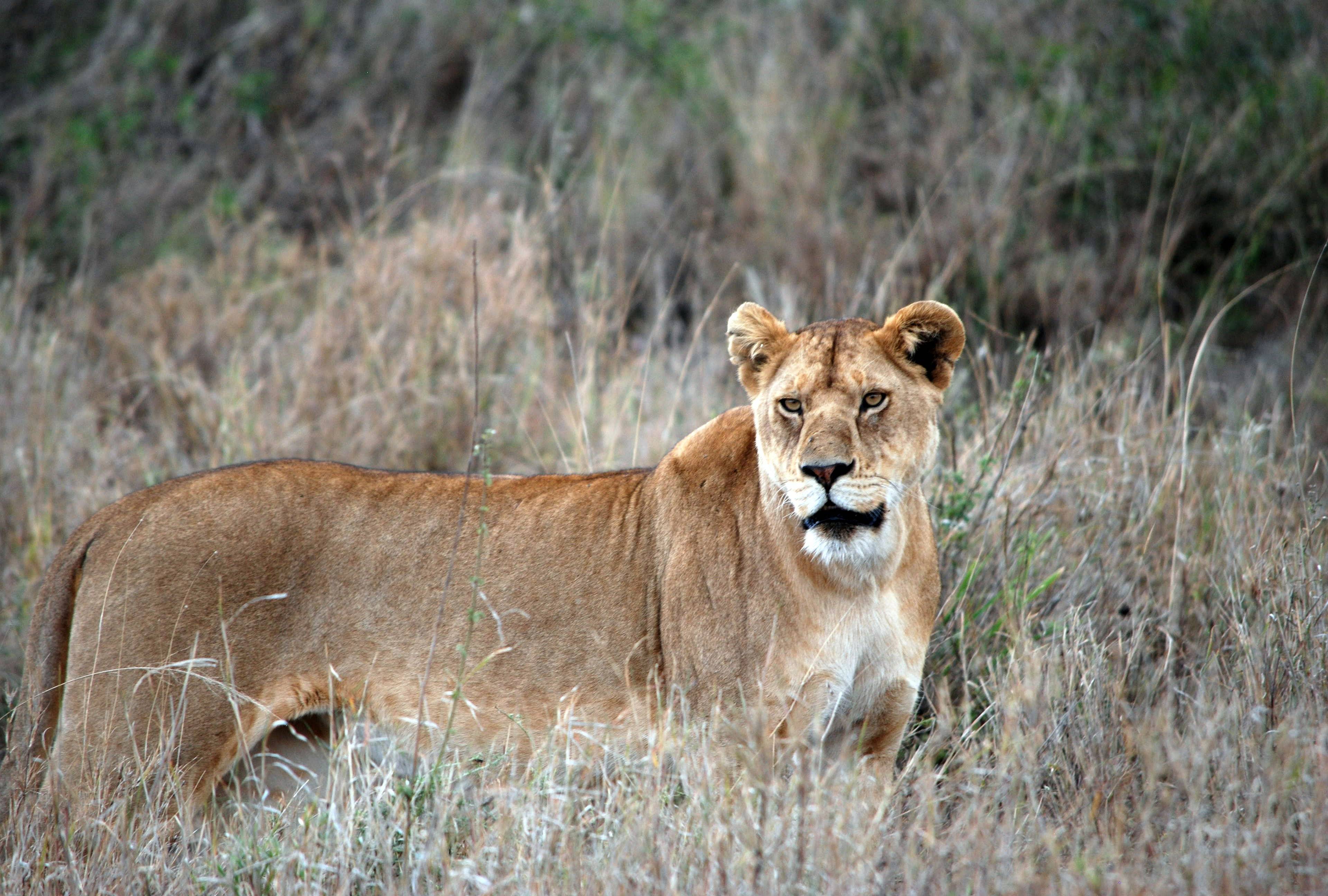 Safari dans les plus beaux parcs d'Afrique : Serengeti et Ngorongoro