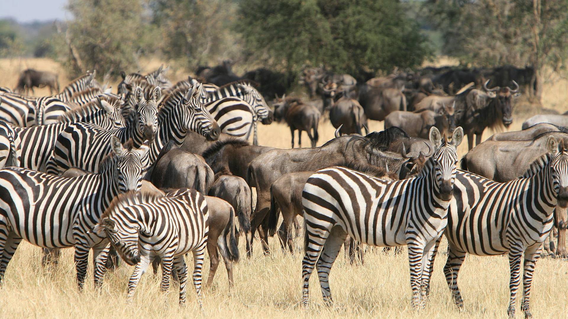 Safari grande migrazione