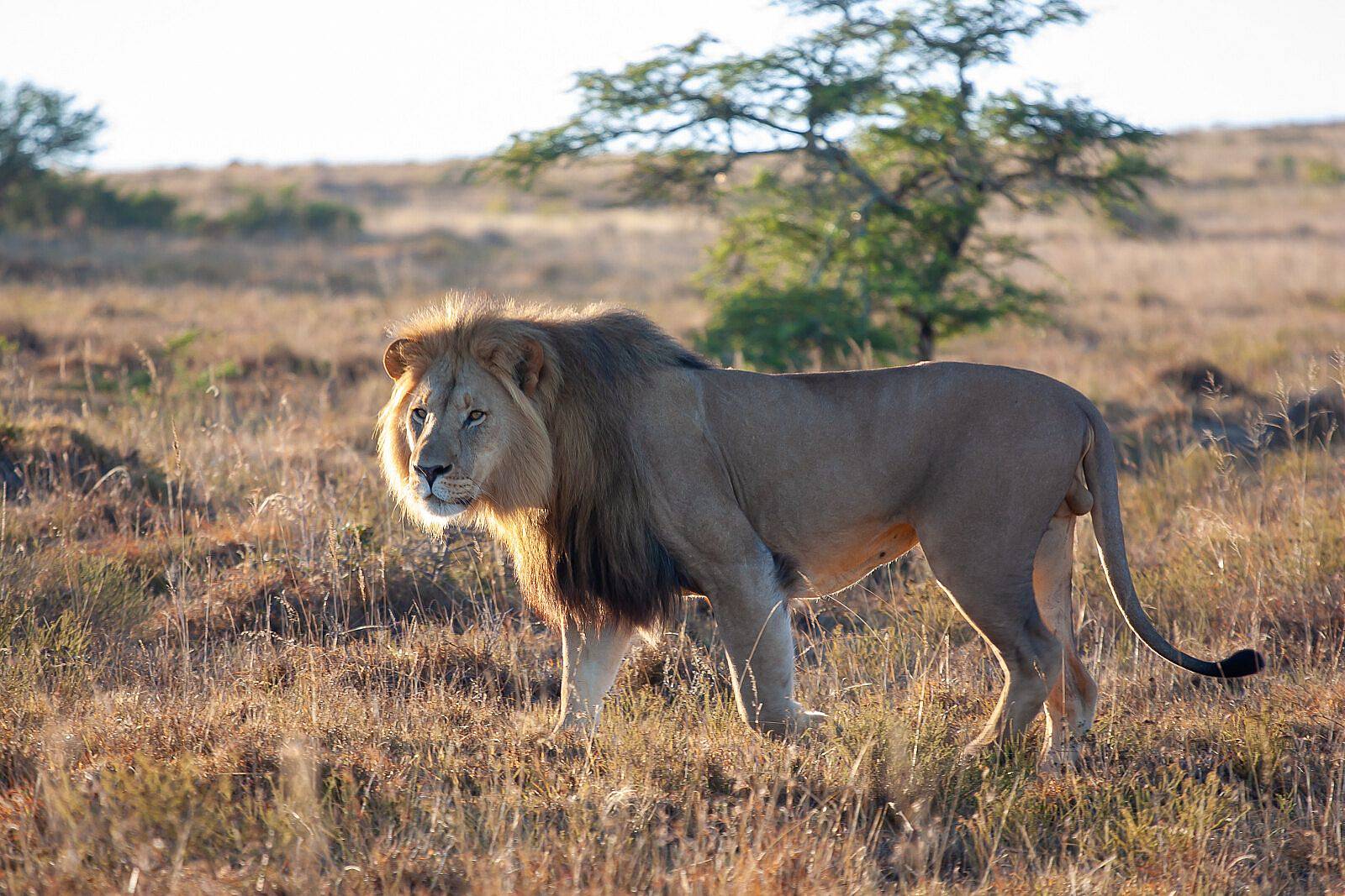 Safari en Addo y rumbo a Amakhala