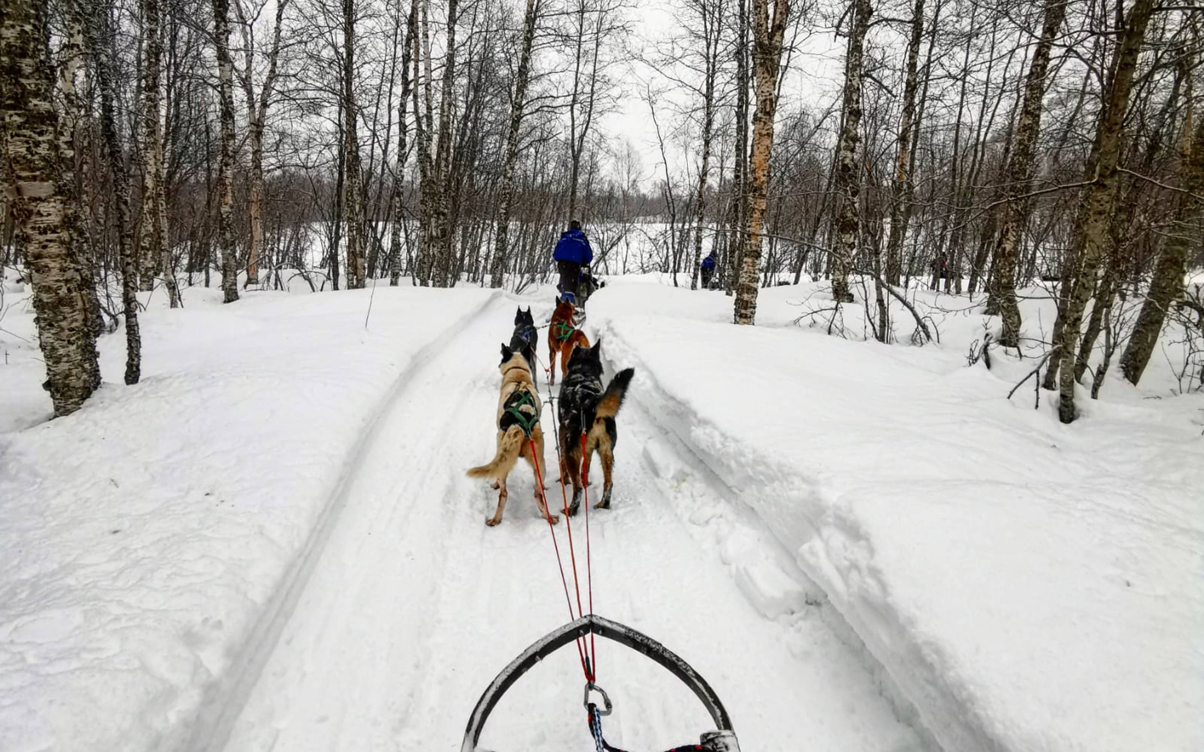 E​scursione in slitta con i cani