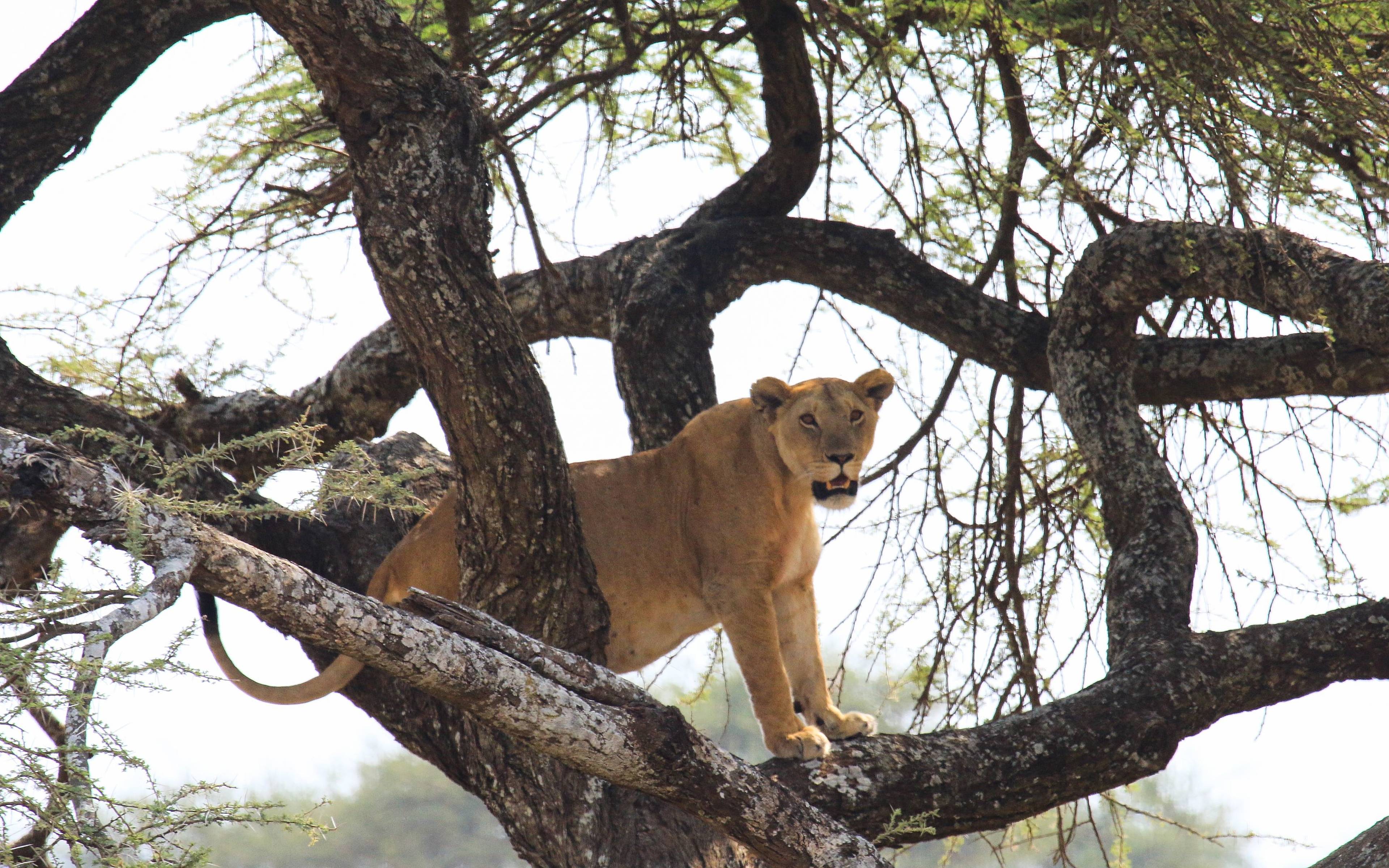 La fauna selvatica del Parco Manyara