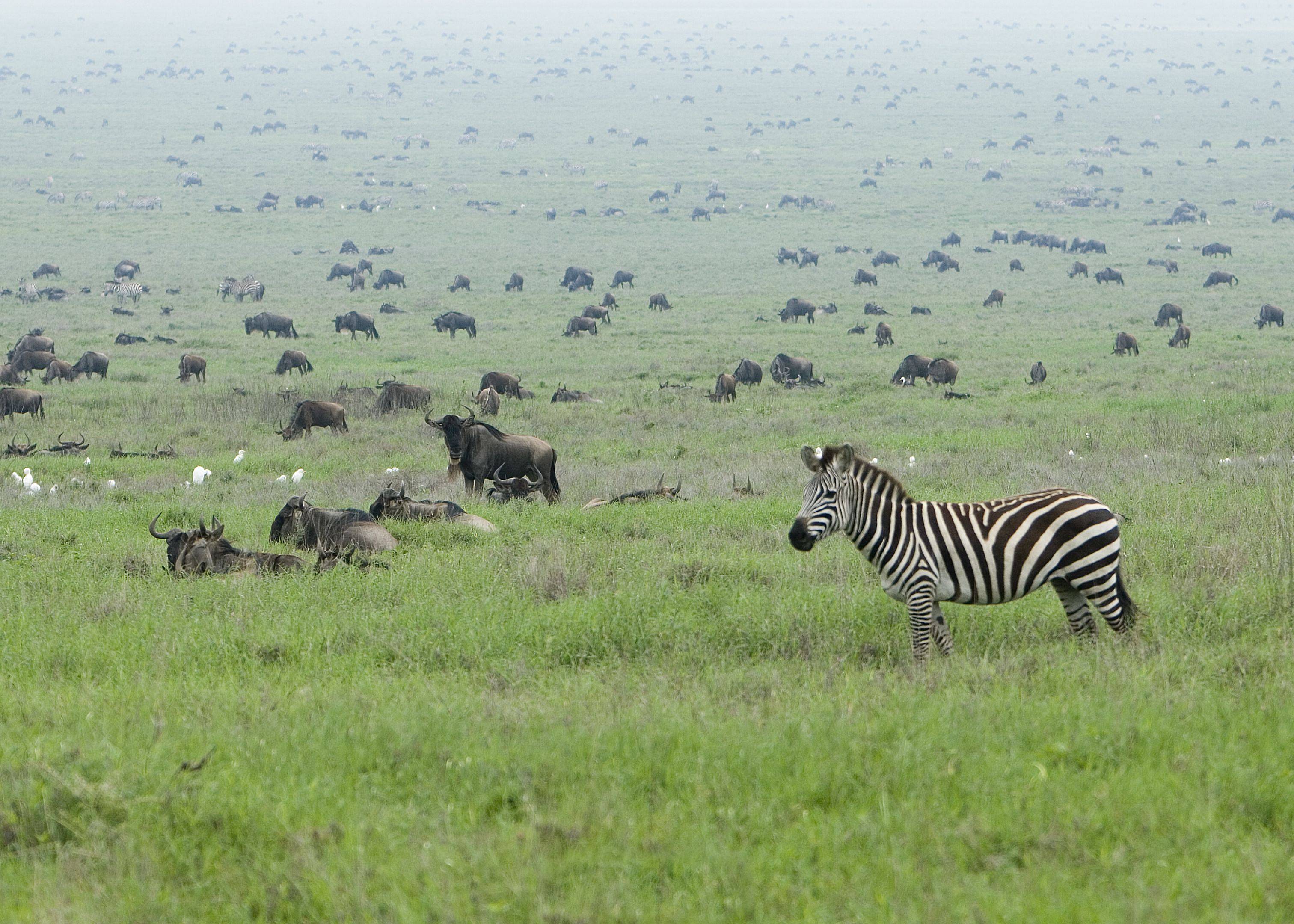 Giornate di scoperta nel parco Serengeti