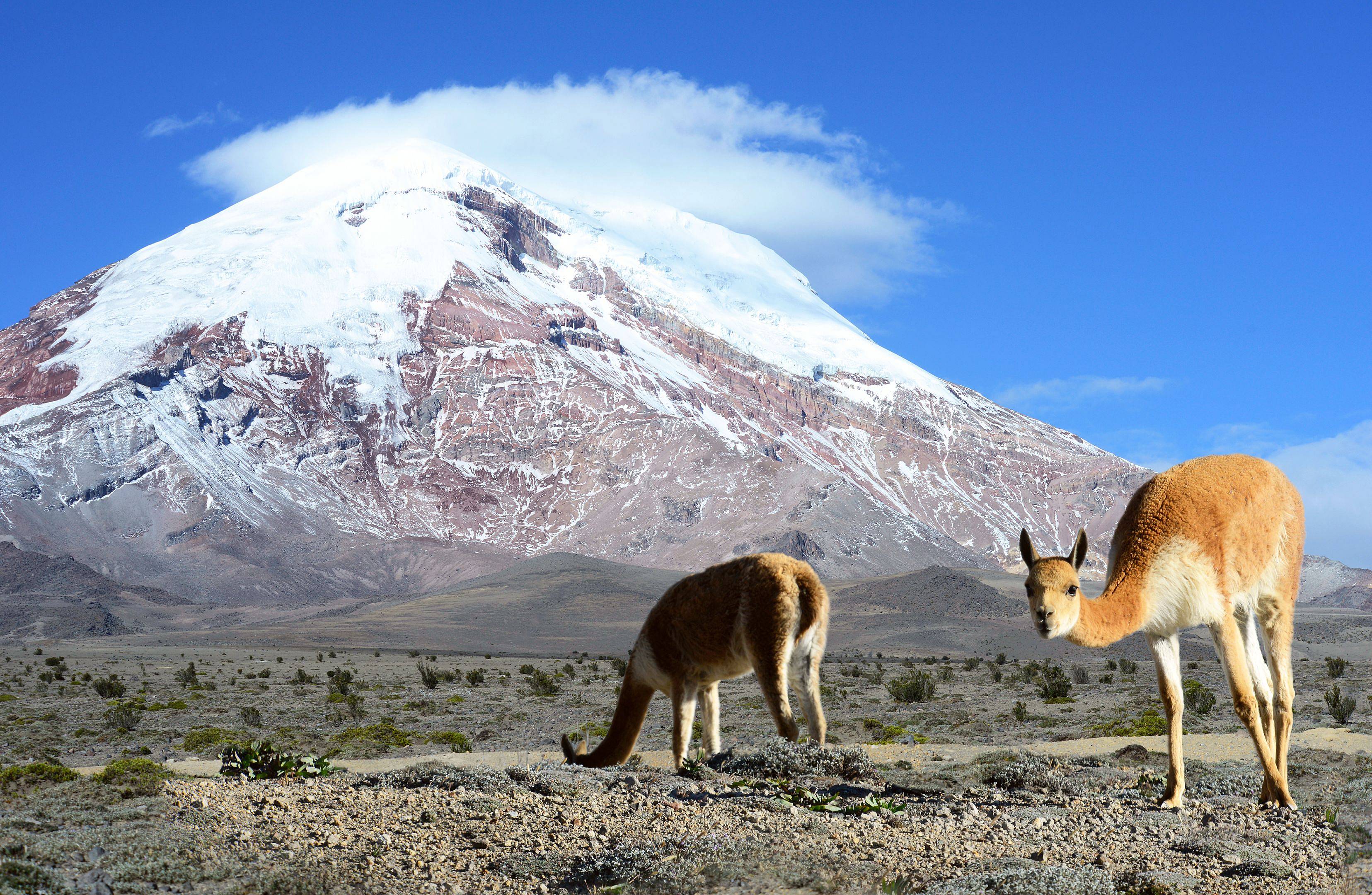 Excursión en la reserva de Chimborazo