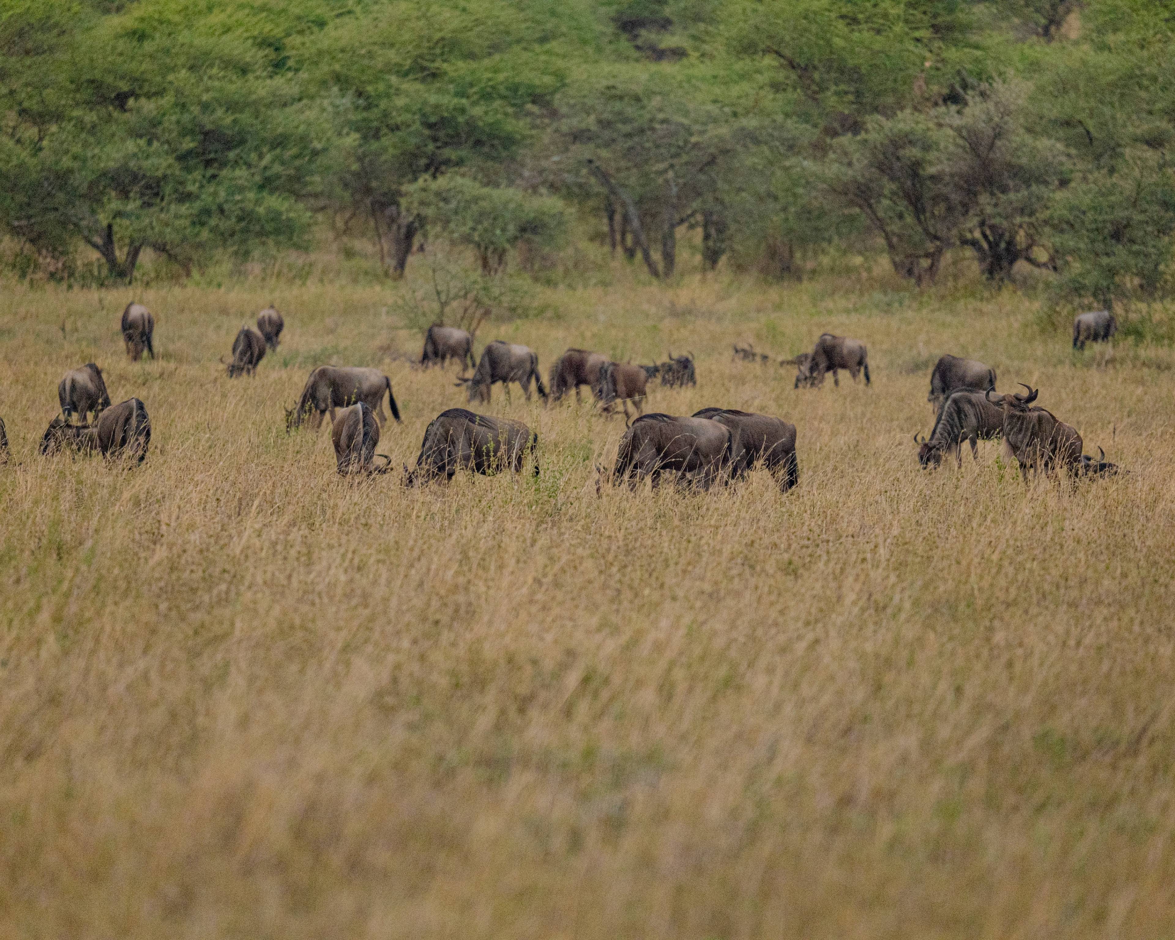 Safaris et grande migration dans la Rivière Mara