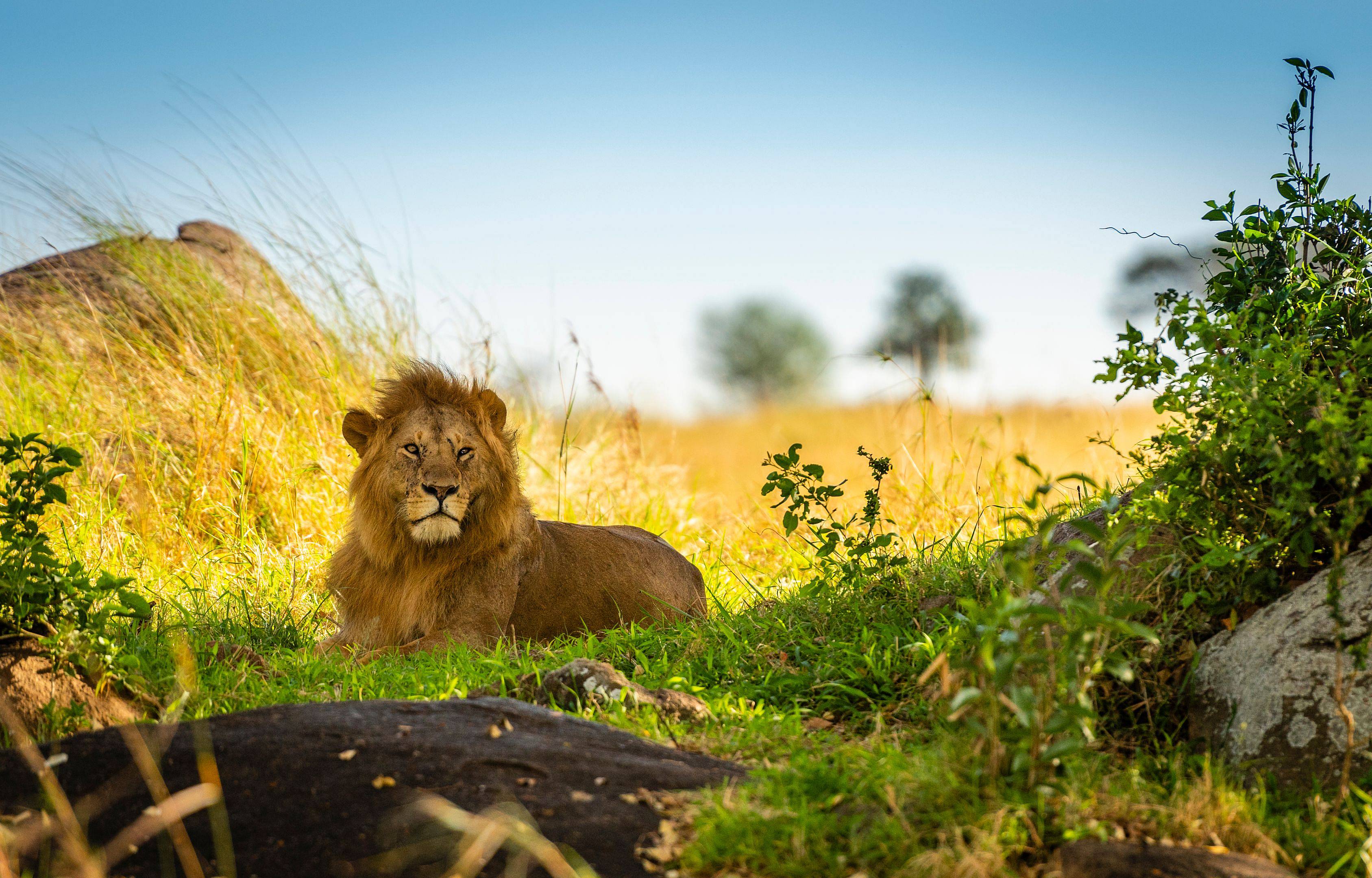 Safari tra i parchi della Tanzania