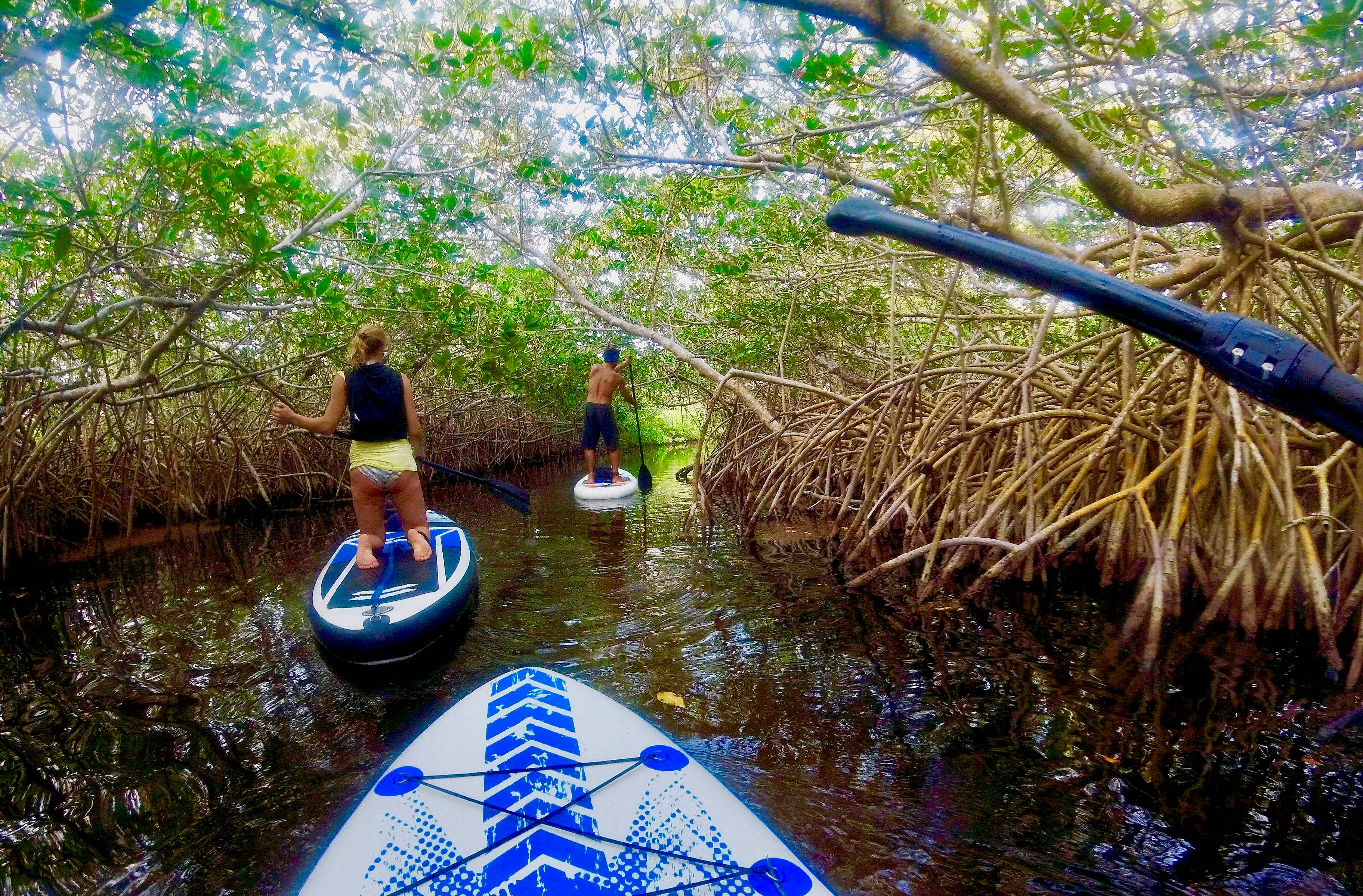 Stand-Up Paddle durch die Mangroven und erster Blick auf das karibische Meer