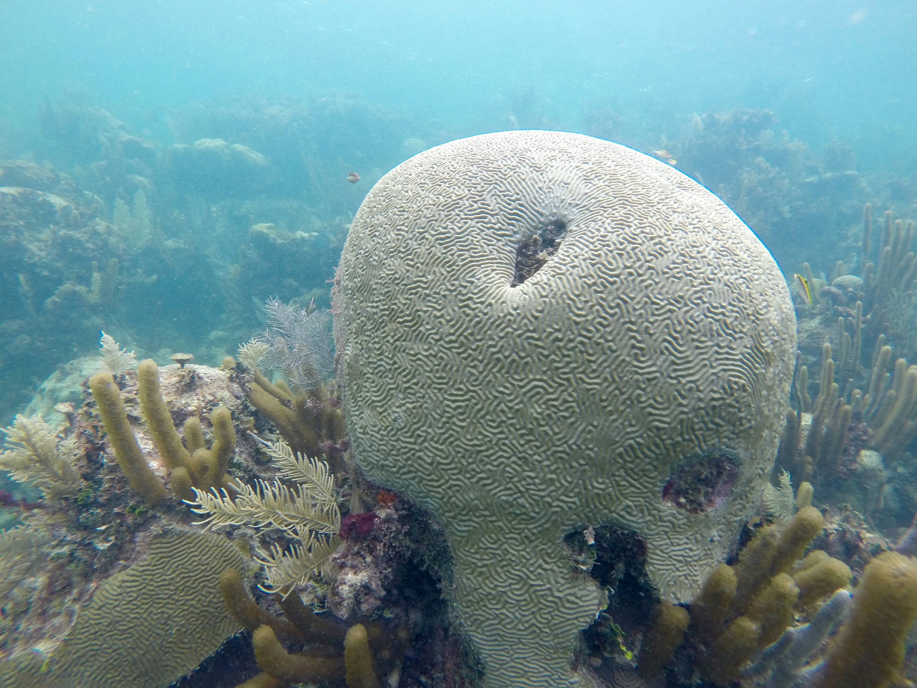 Schnorcheln am zweitgrößten Korallenriff der Welt