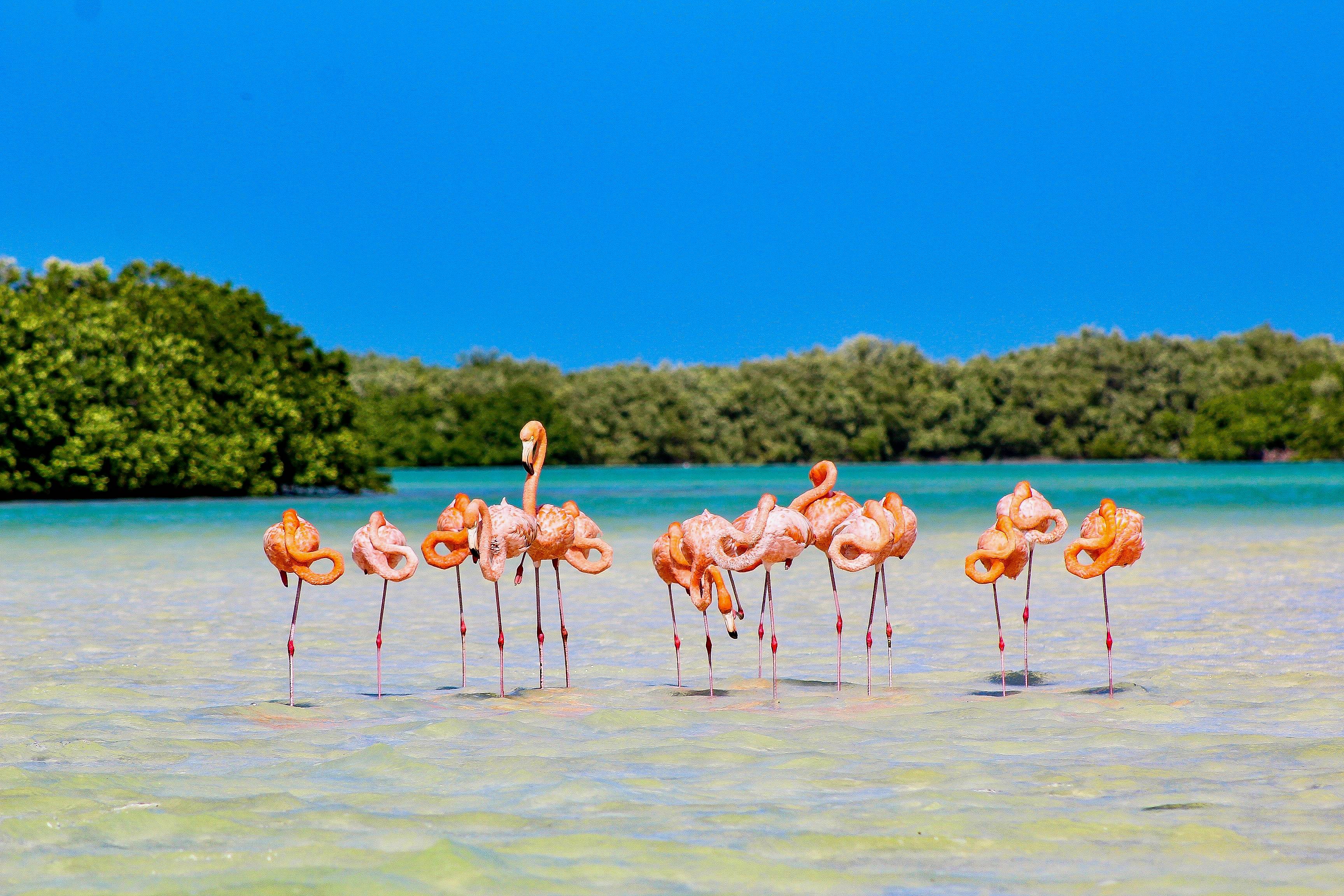 Die Flamingos in Rio Lagartos