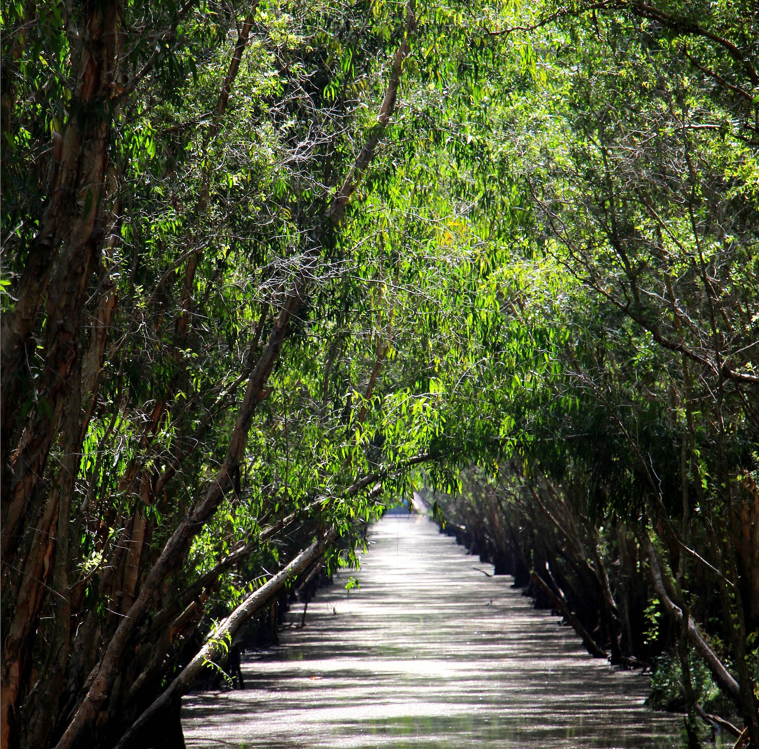 Das Mangrovenökosystem in Chau Doc