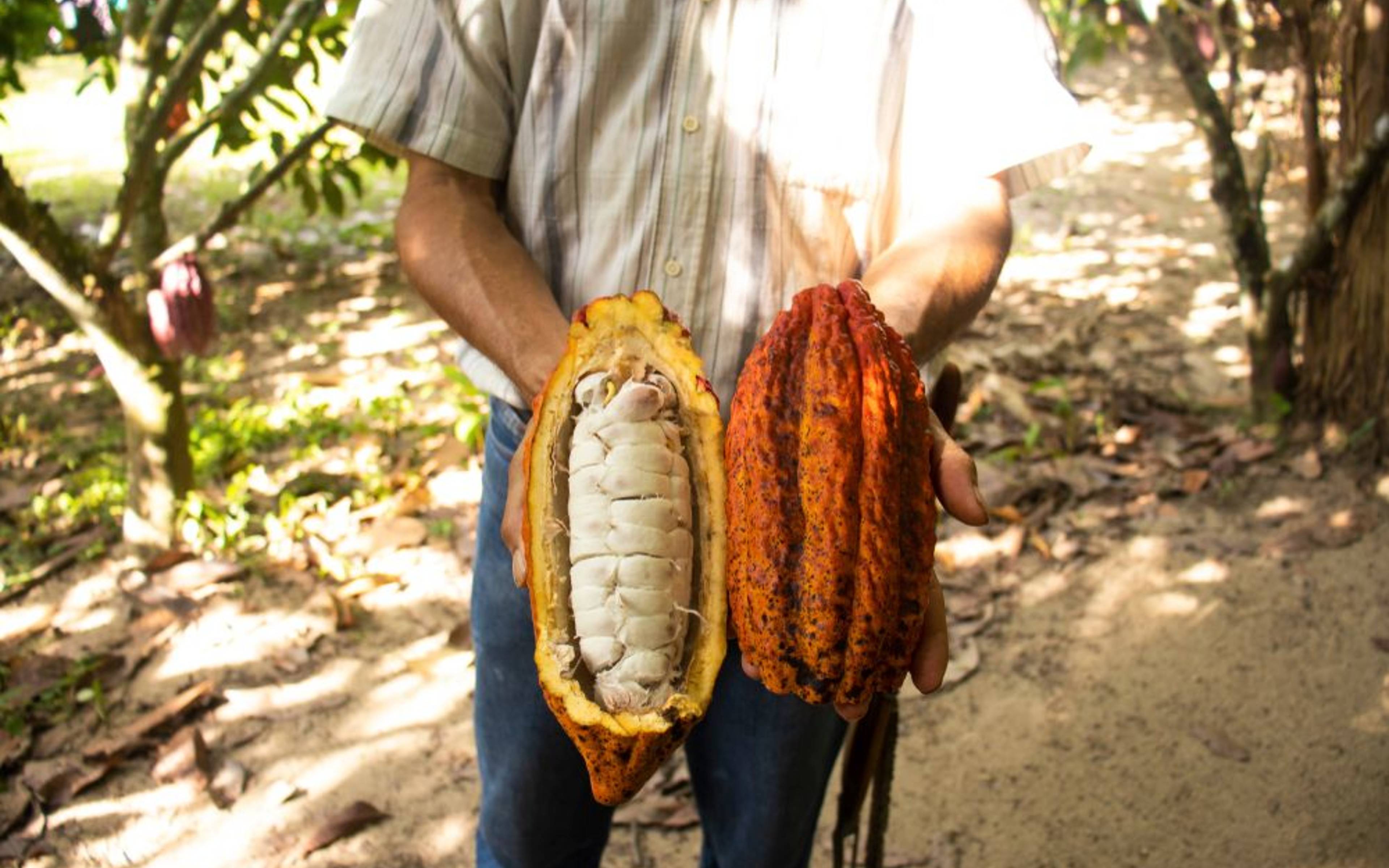 ​Süße Verführung auf einer Kakao-Plantage
