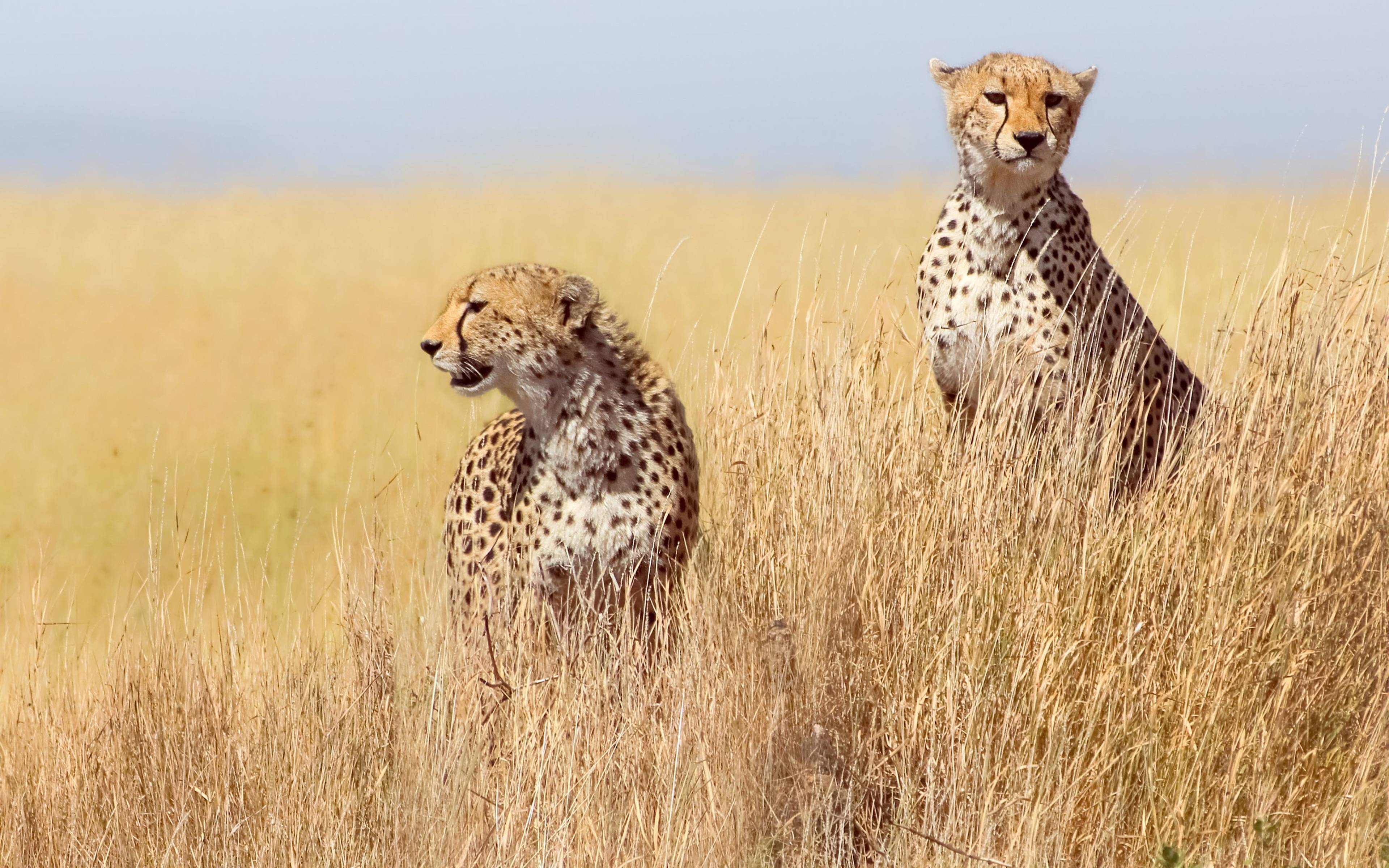 Fotosafari al parco Serengeti
