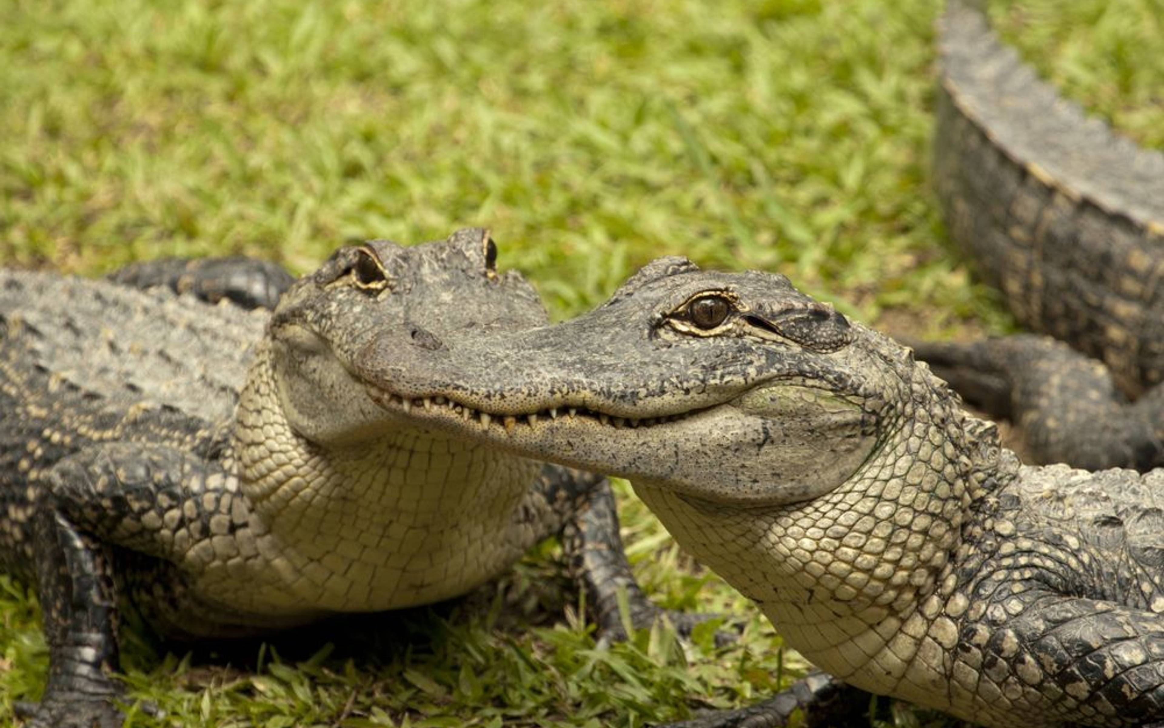 Auf den Spuren des ​Krokodiljägers Steve Irwin