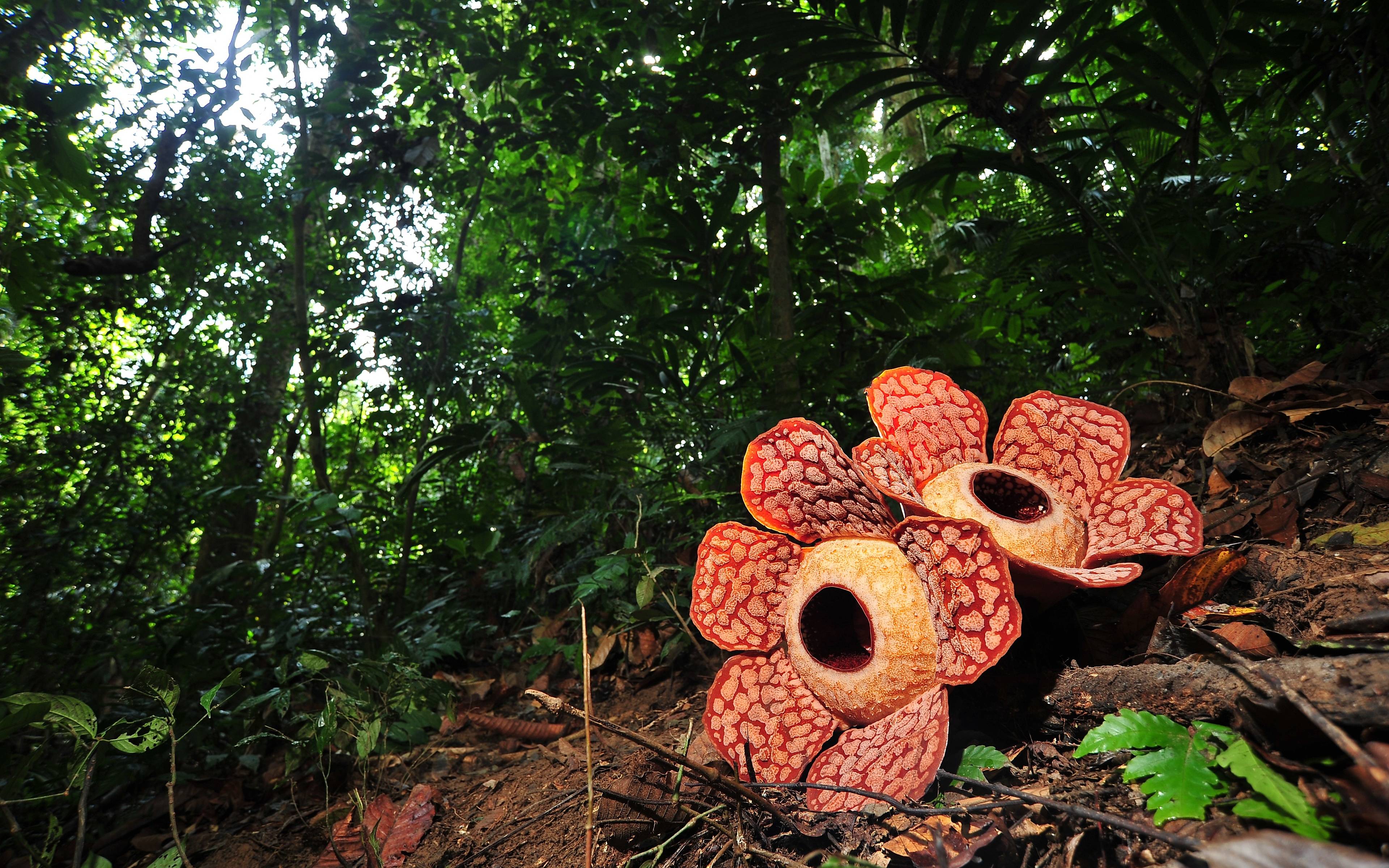 trasferimento al Belum Rainforest alla ricerca del fiore più grande al mondo: "la Rafflesia"