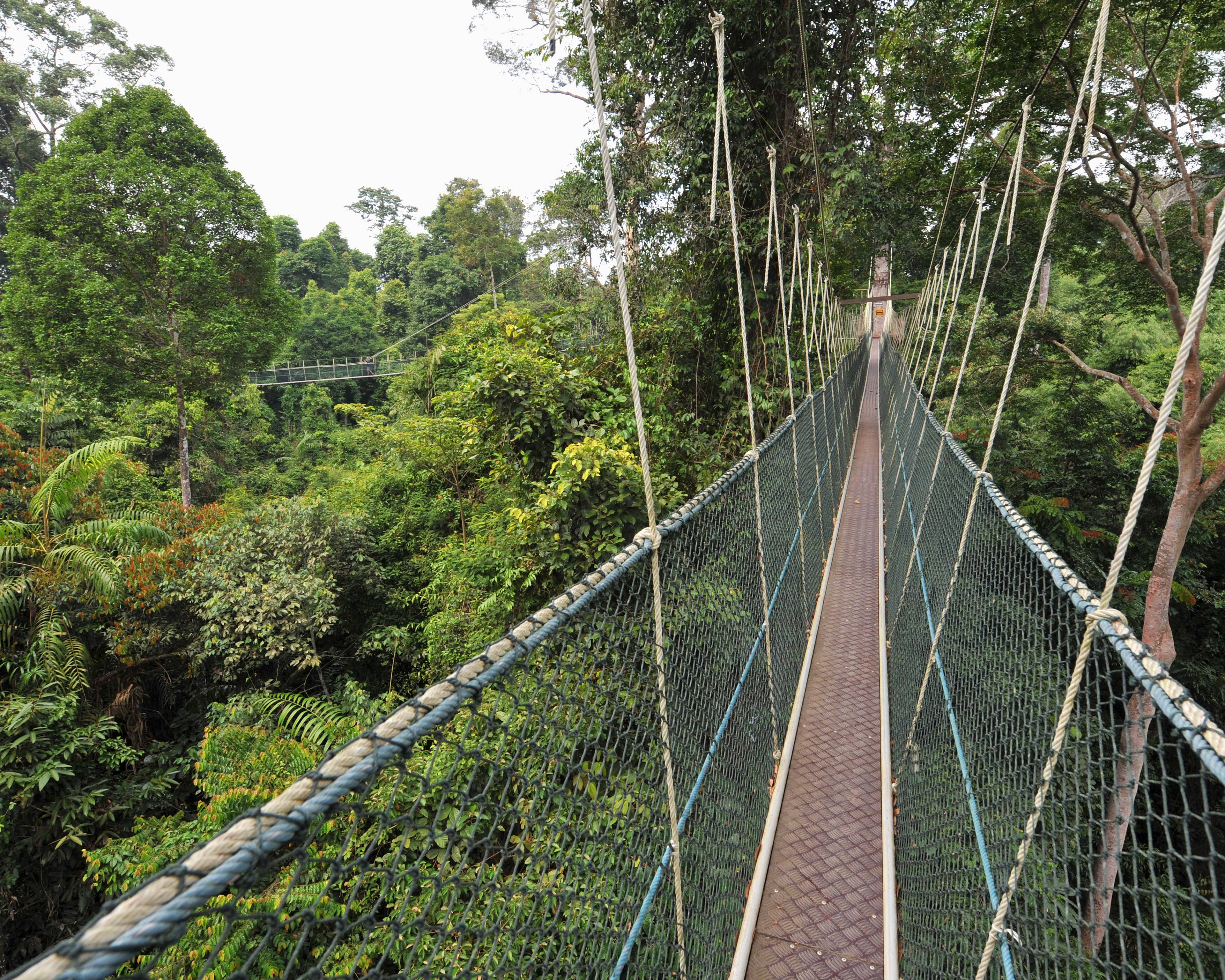Foreste e tesori della natura dalla Penisola al Borneo Malese