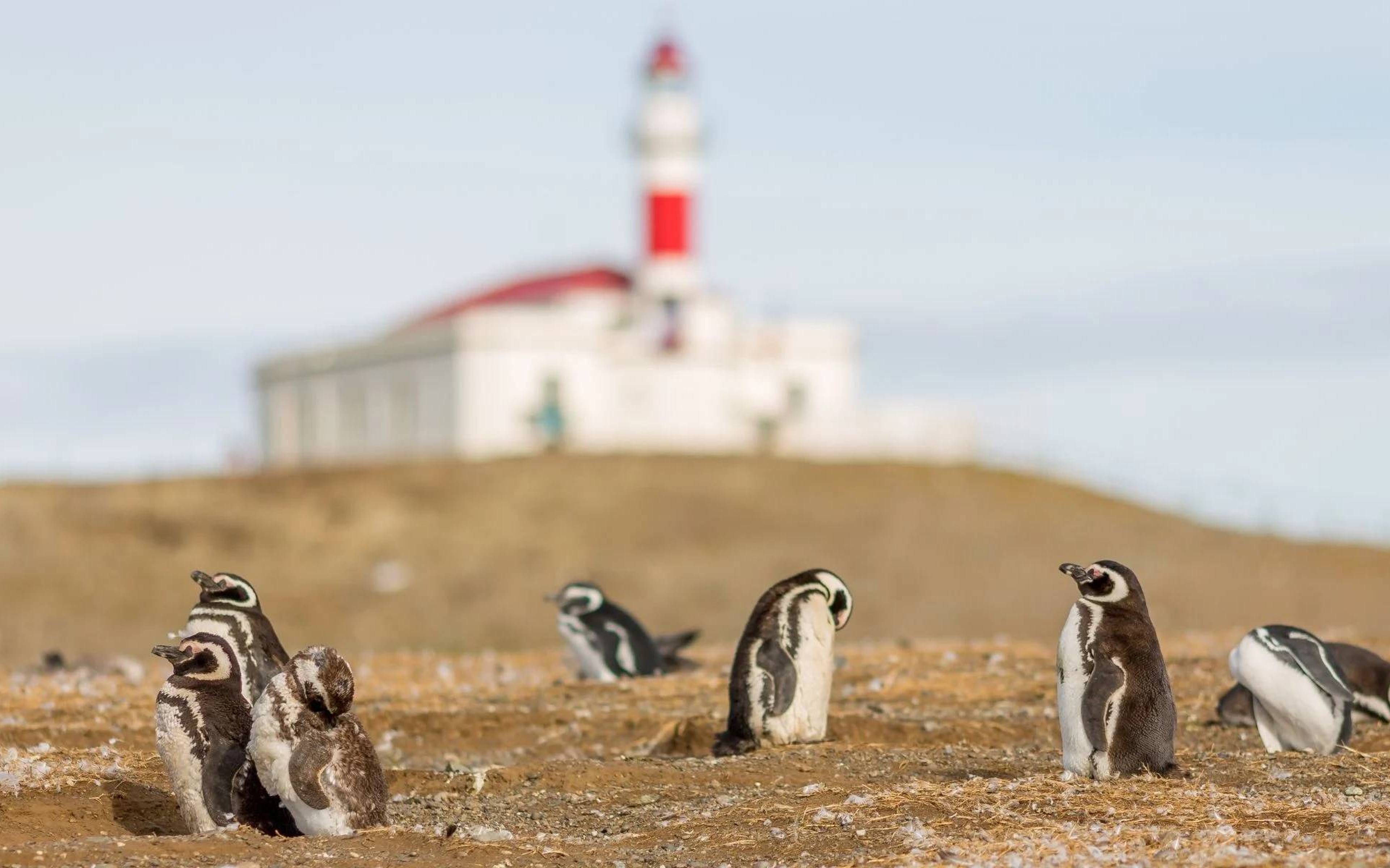 Isla Magdalena y encuentro con pingüinos