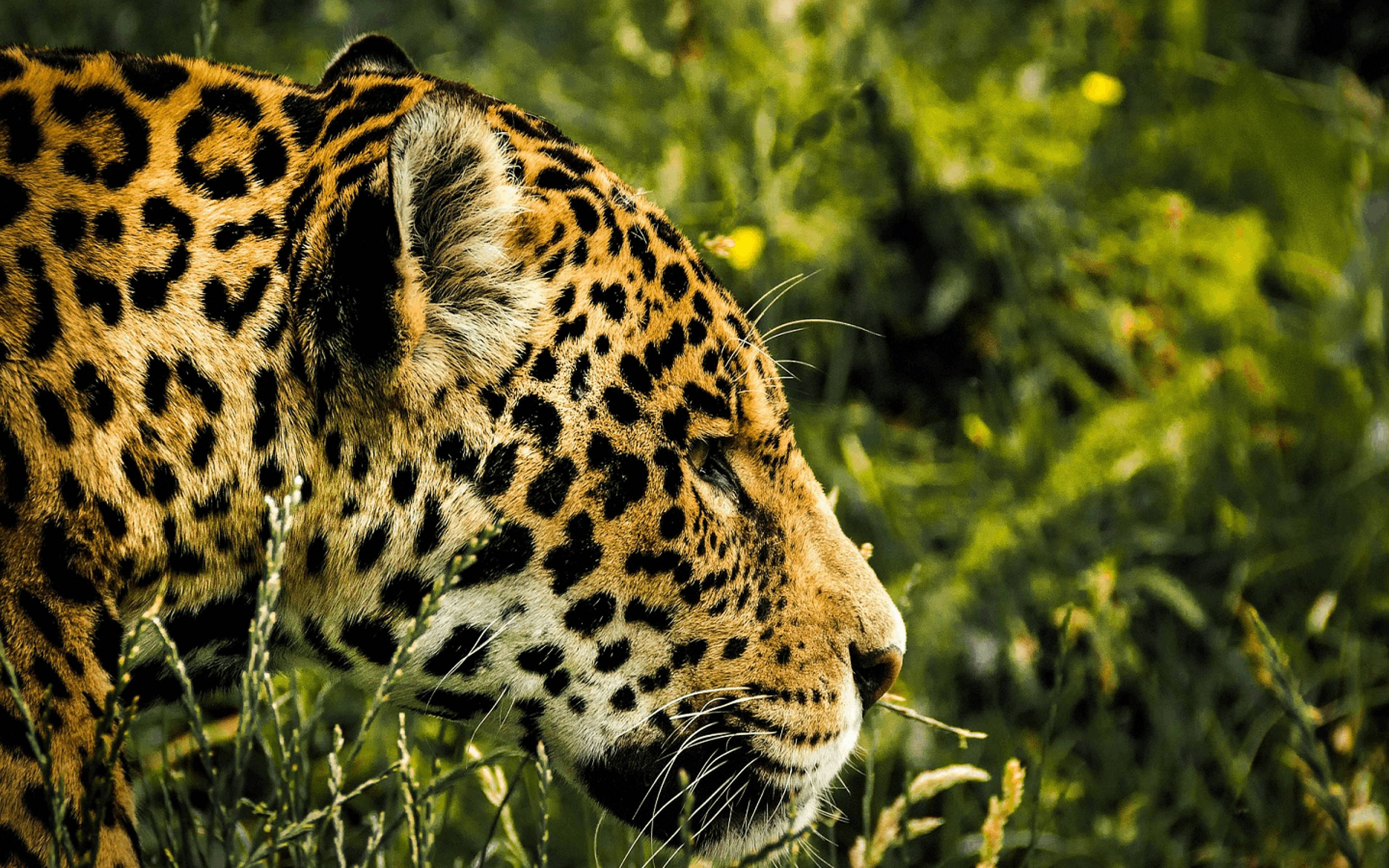 Parco Nazionale del Corcovado, il più ricco della Terra per biodiversità