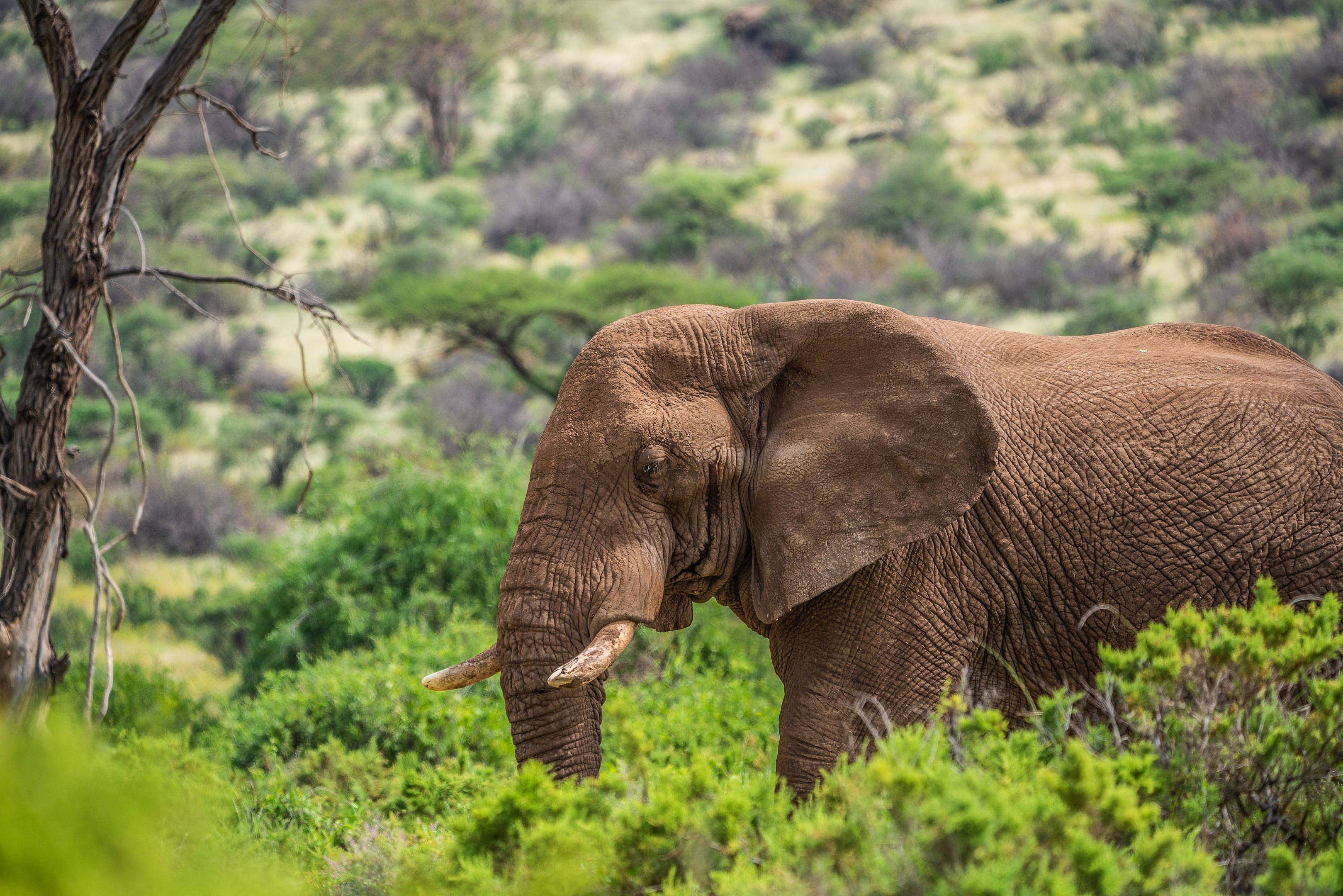 Safari à la rencontre des animaux sauvages du Kenya