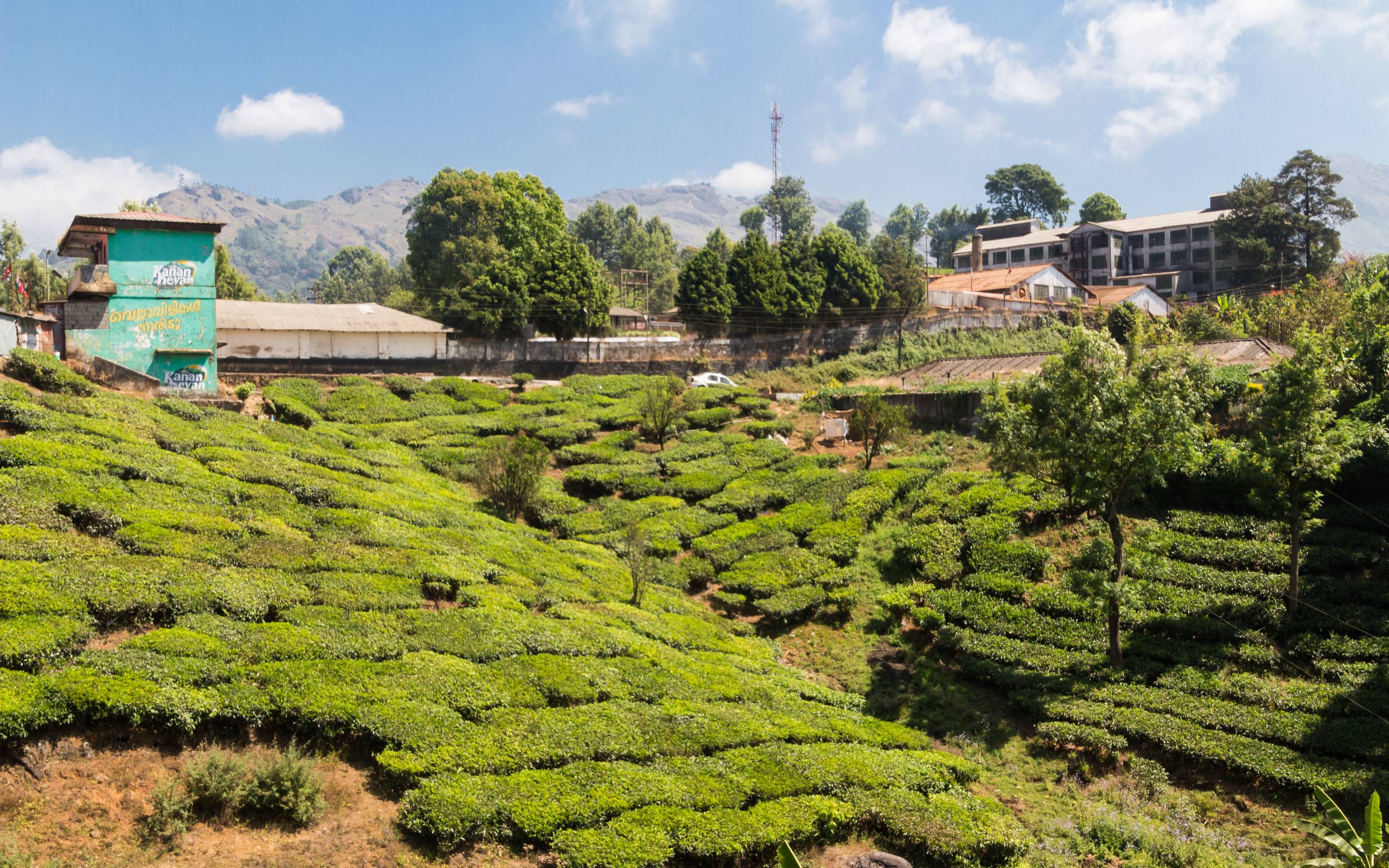 Voyage à travers les plantations de thé et d'hévéas