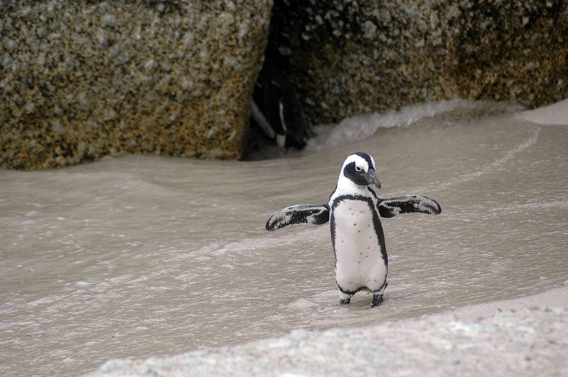 Saludar a los pingüinos Magallánicos