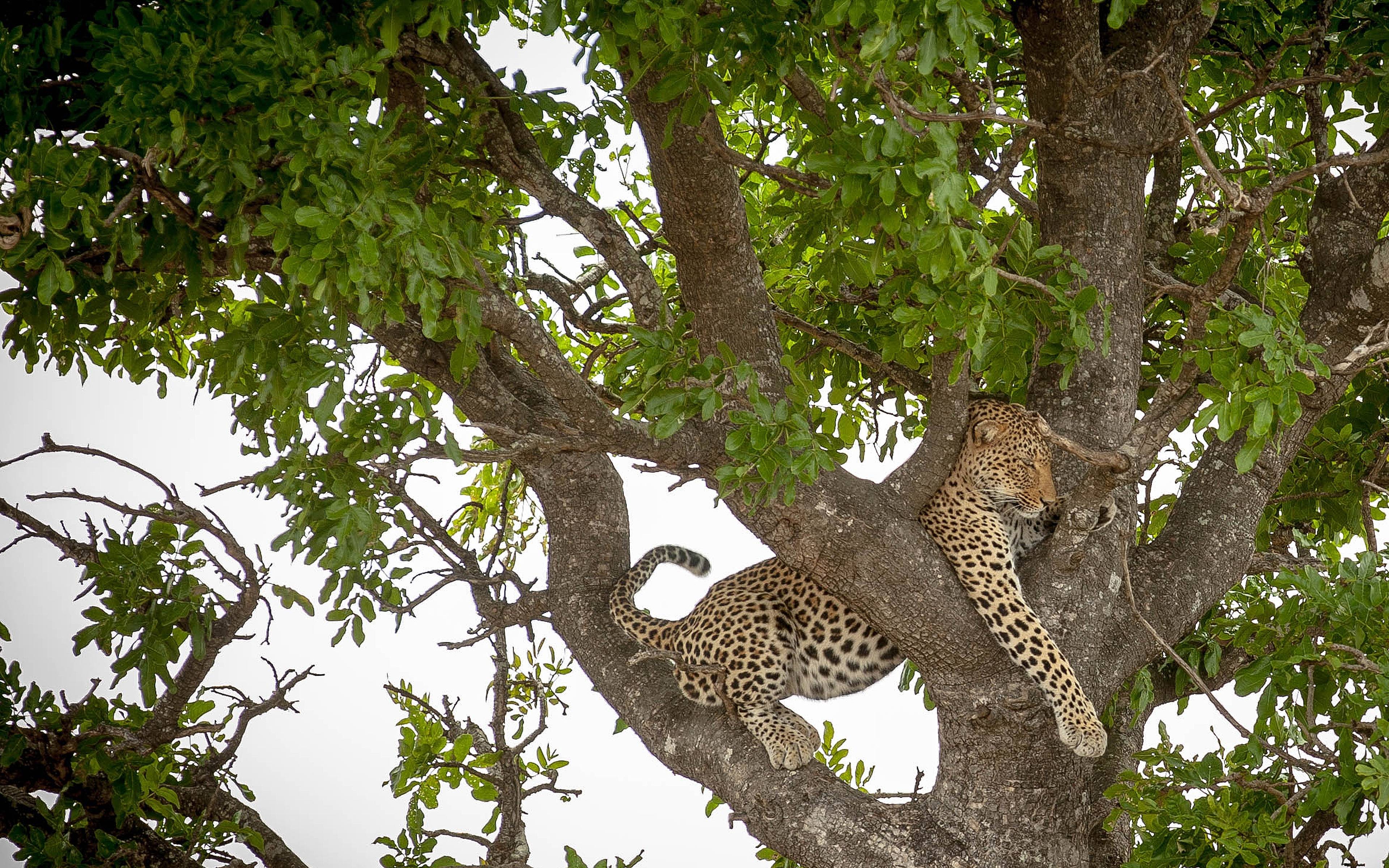 Entdecken Sie die Wildnis des Kruger Nationalparks!