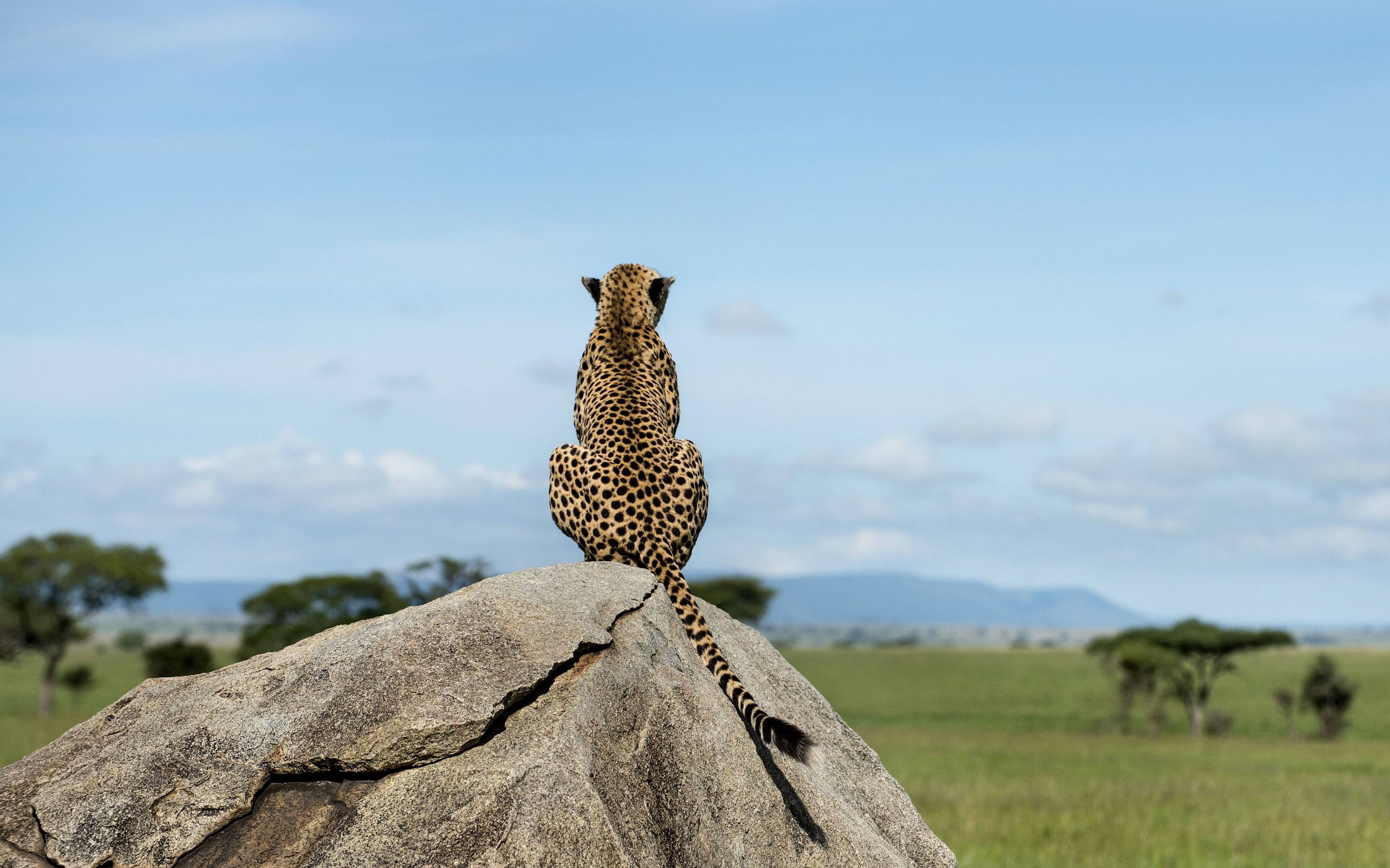 Fahrt in die Serengeti 