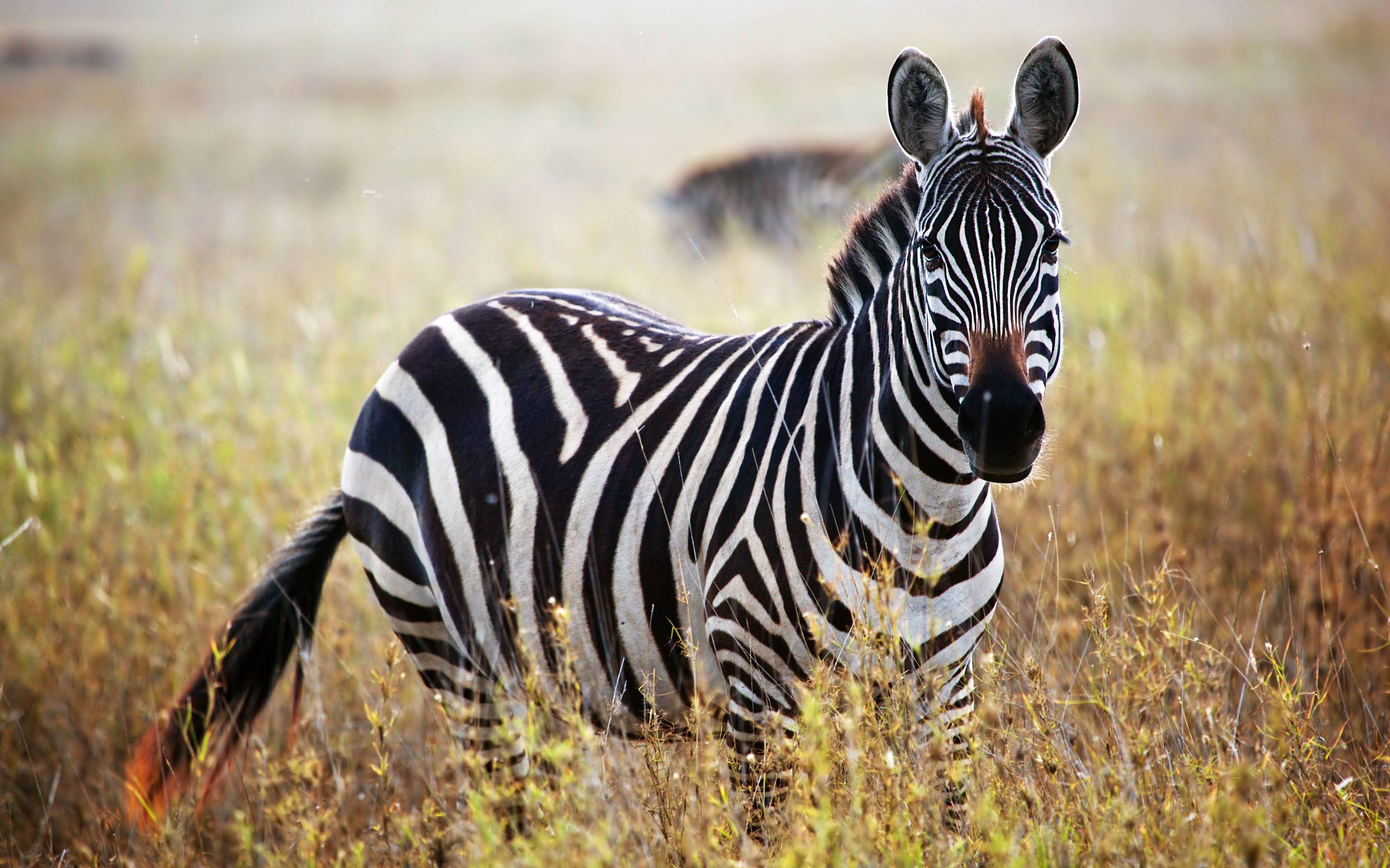 Kompletter Safari-Tag im Serengeti Nationalpark 