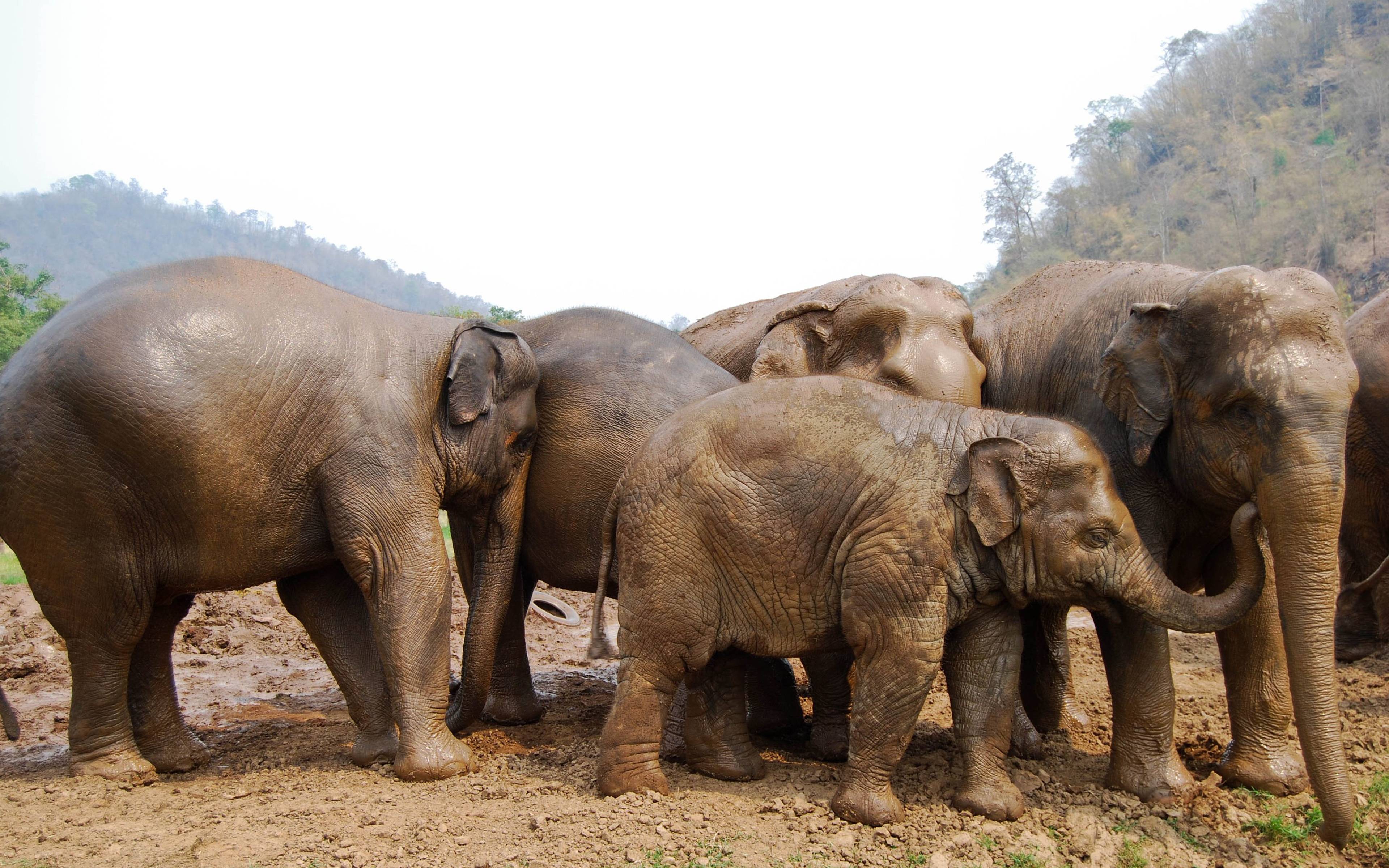 Visite d'un sanctuaire pour les éléphants