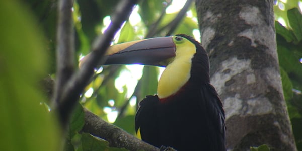 Tukan im Nationalpark Corcovado
