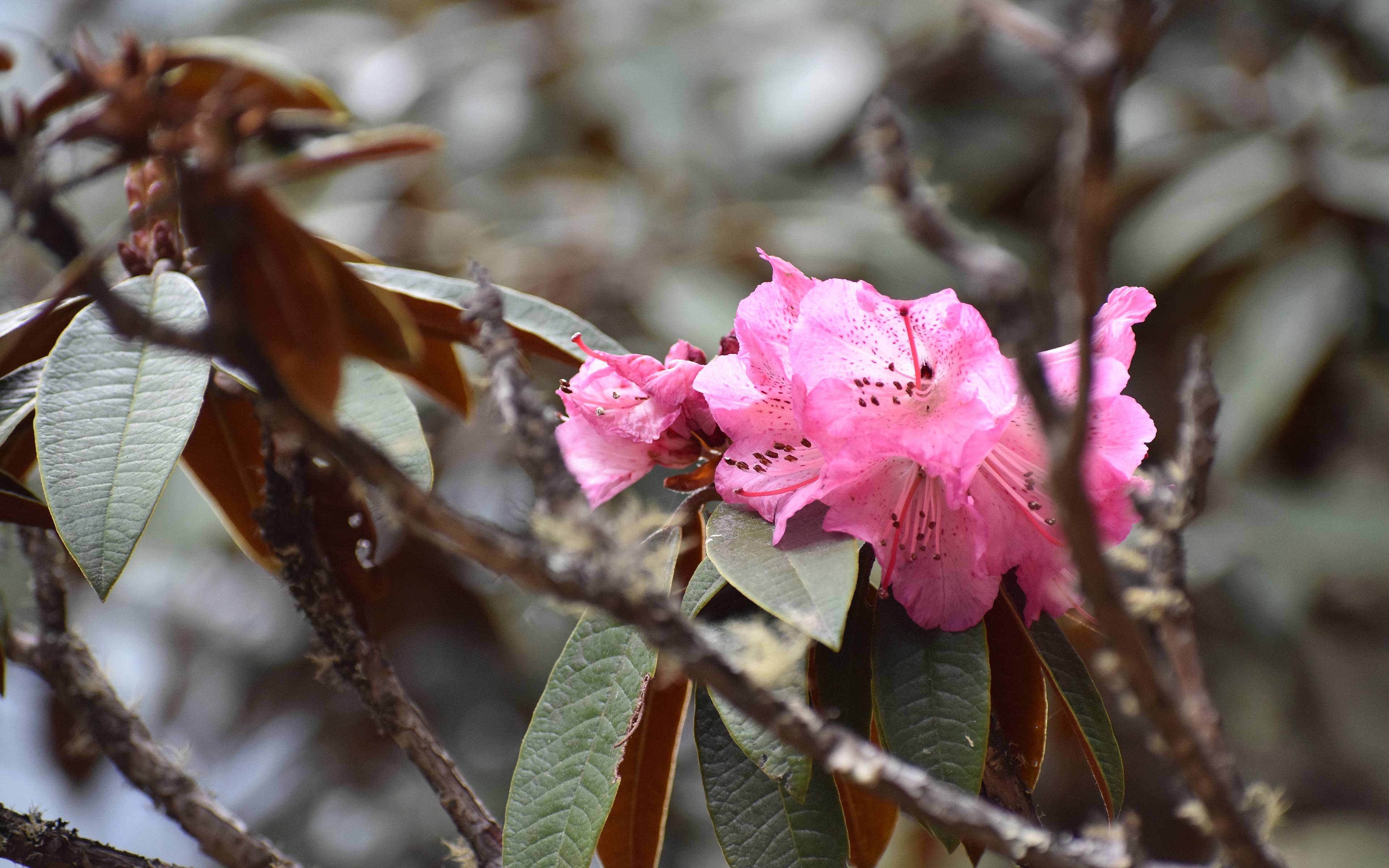 ​Rhododendron, bunte Fasane und Schneeleoparden bei Sansa - 5 bis 6 Stunden Wanderung